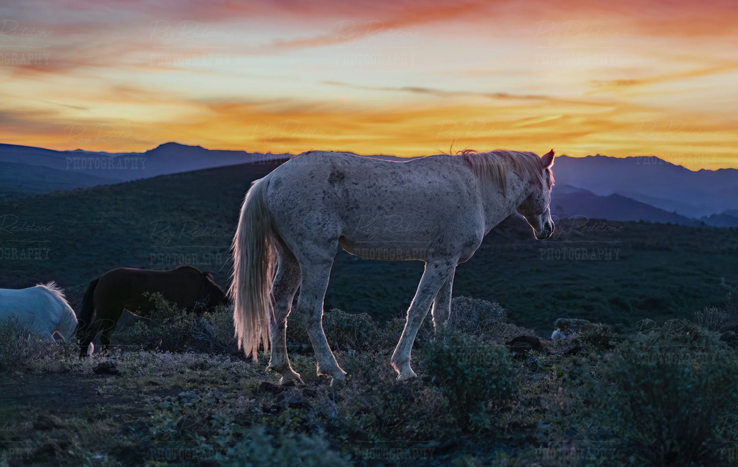 Grey Mustang Horse On Mountain Ridge At Sunrise