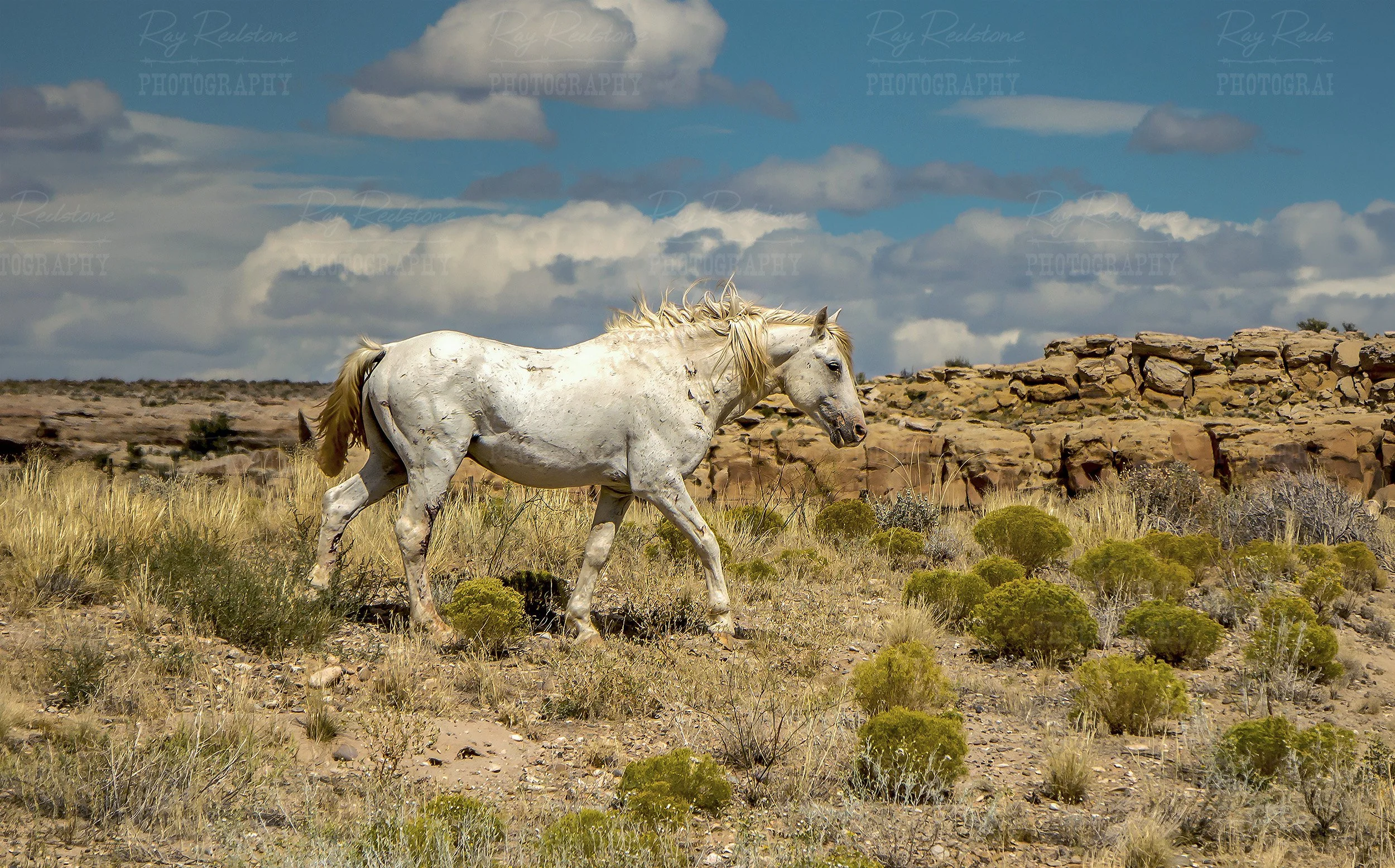 Ragged Free Range White Stallion In Arizona