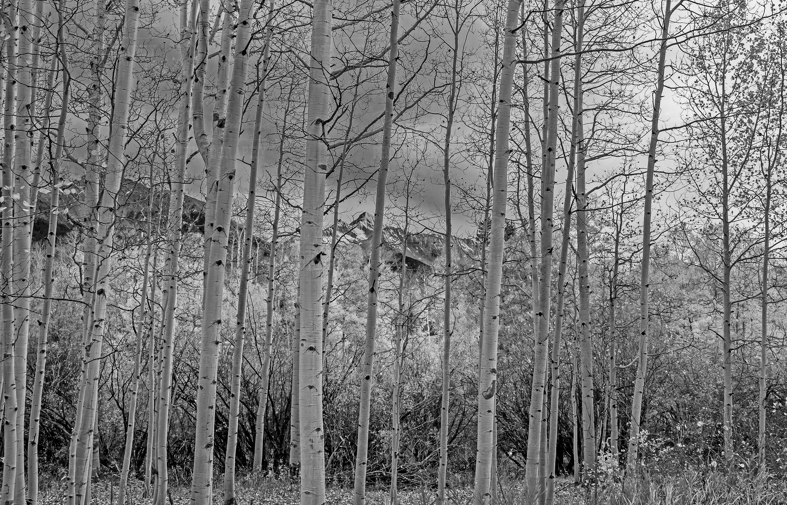 Black & White Photo Of Aspen Trees Near Telluride CO