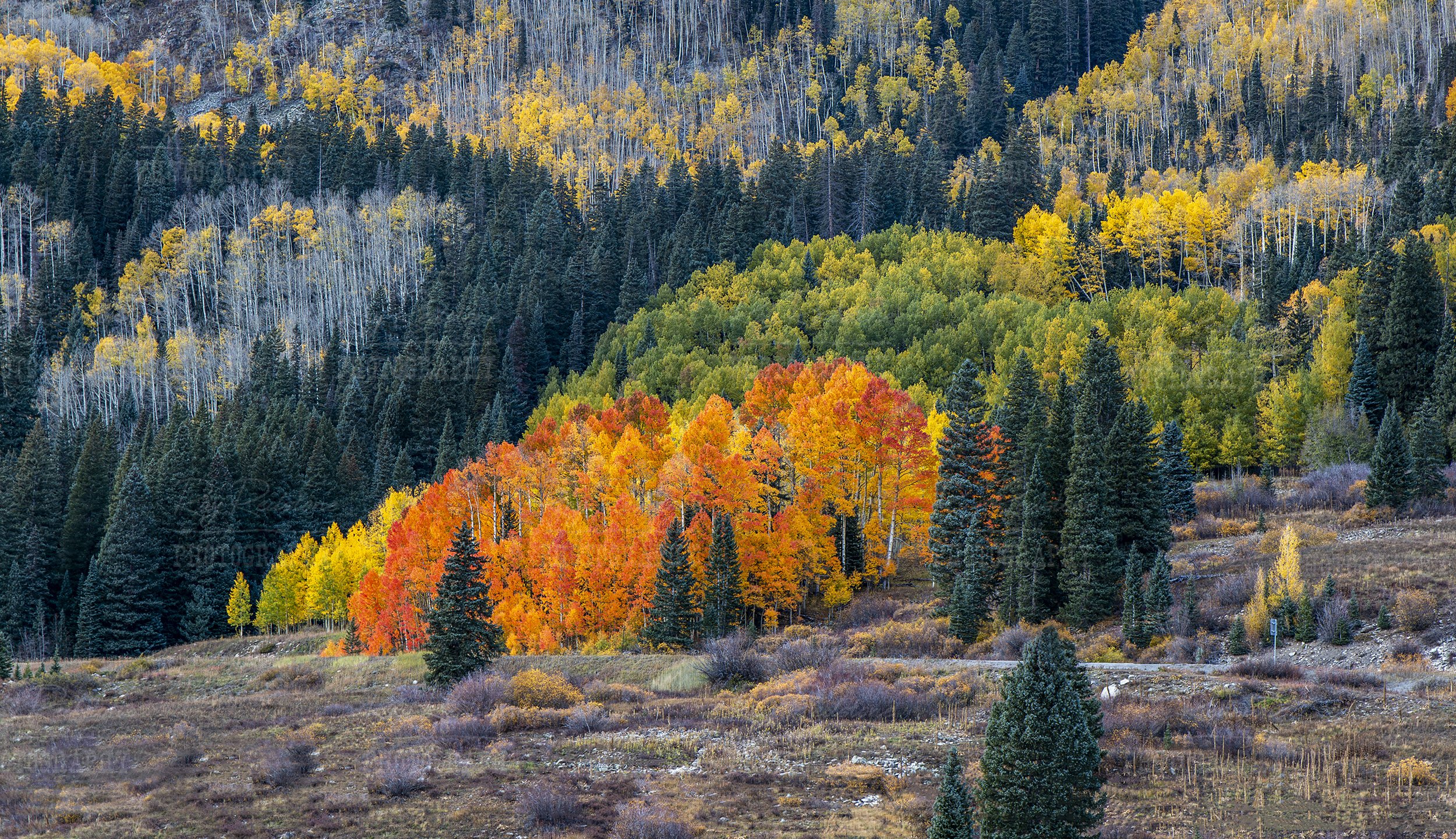 panoramic view of a blazing colored stand of Aspen trees at fall time in CO