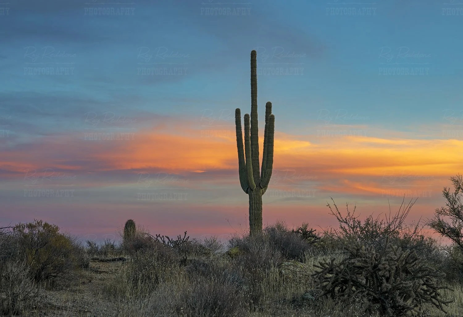 Lone Saguaro