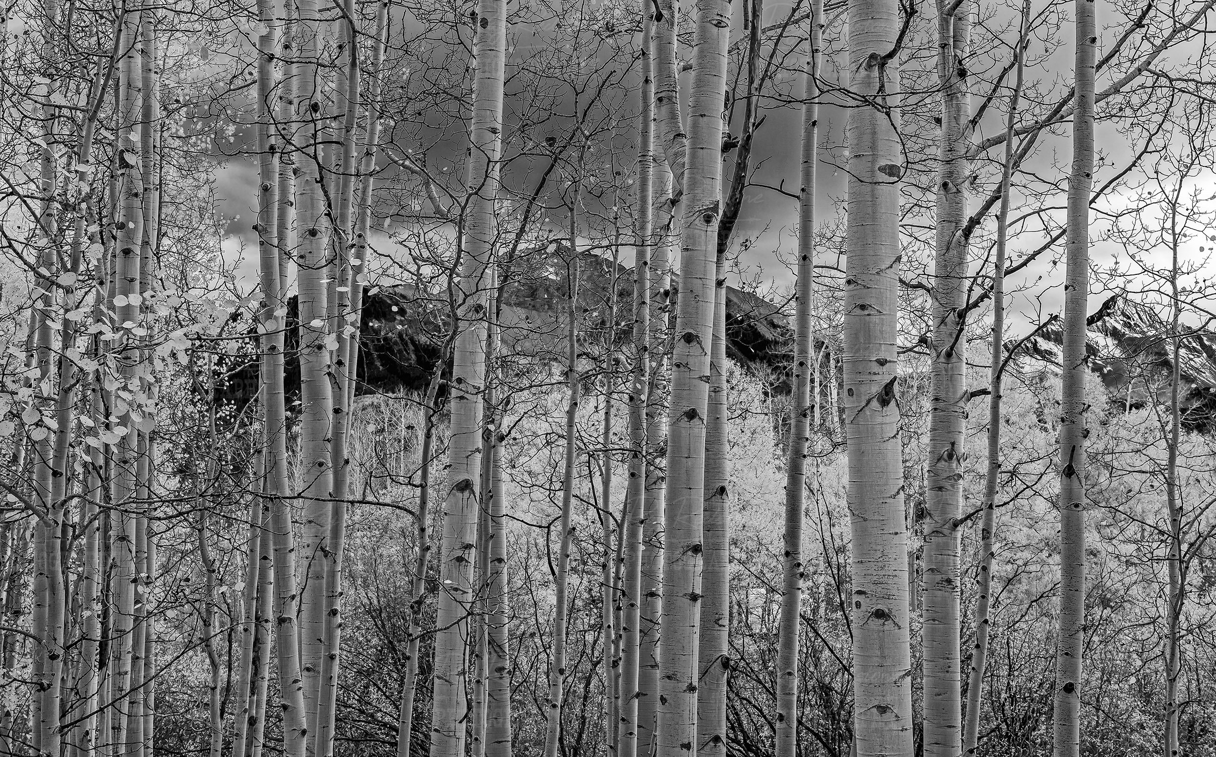 Black & White Photo Of Aspen Trees Near Telluride CO