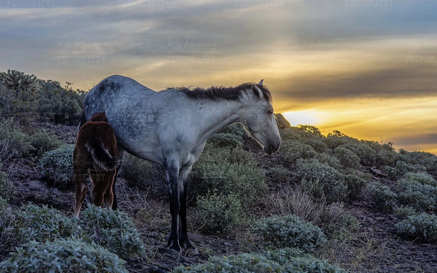 Salt River Foal Moonfire Nursing
