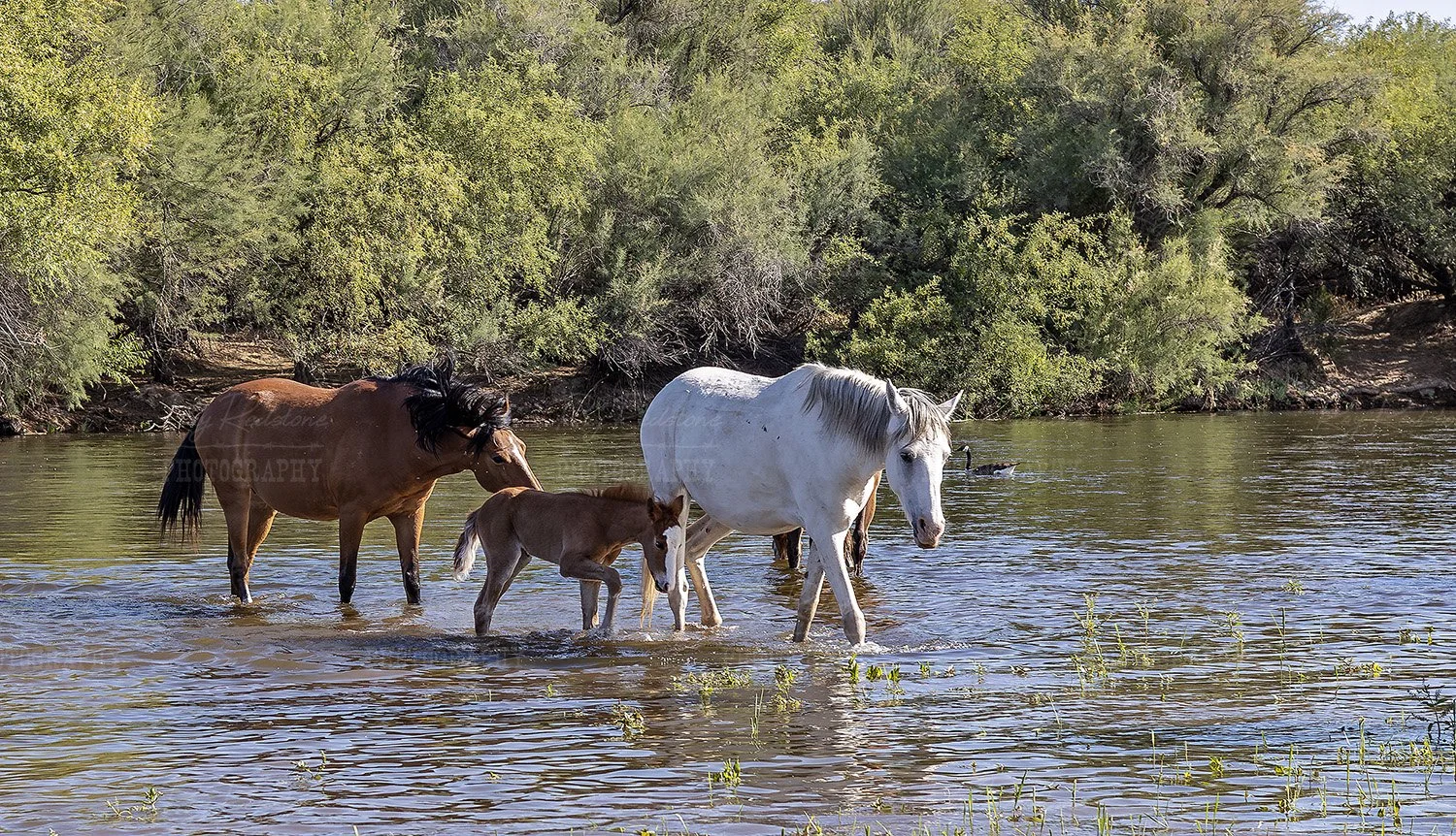 New Salt River Foal Cody 