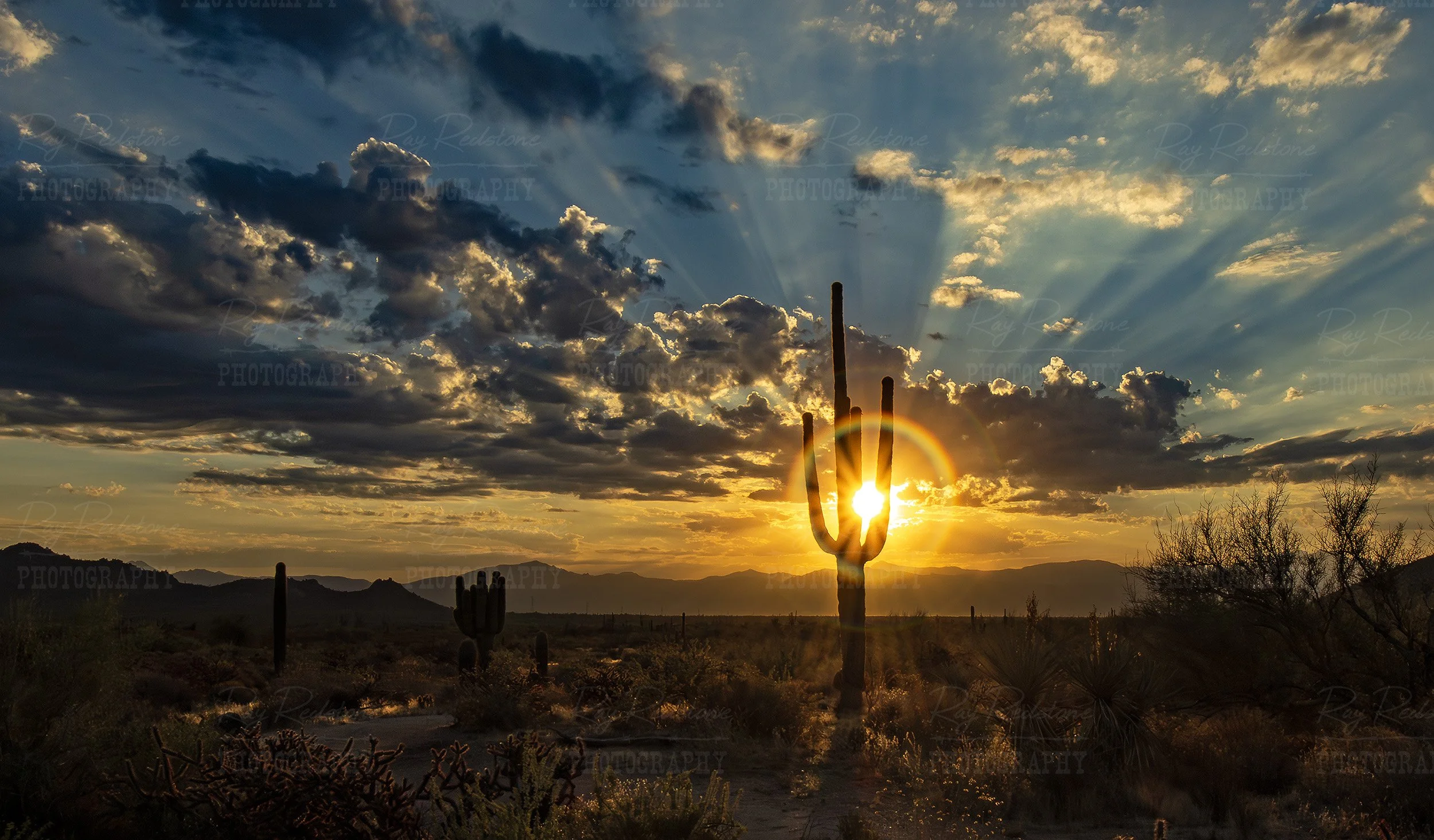 Stunning Sunrise Halo Around Saguaro Cactus In Arizona