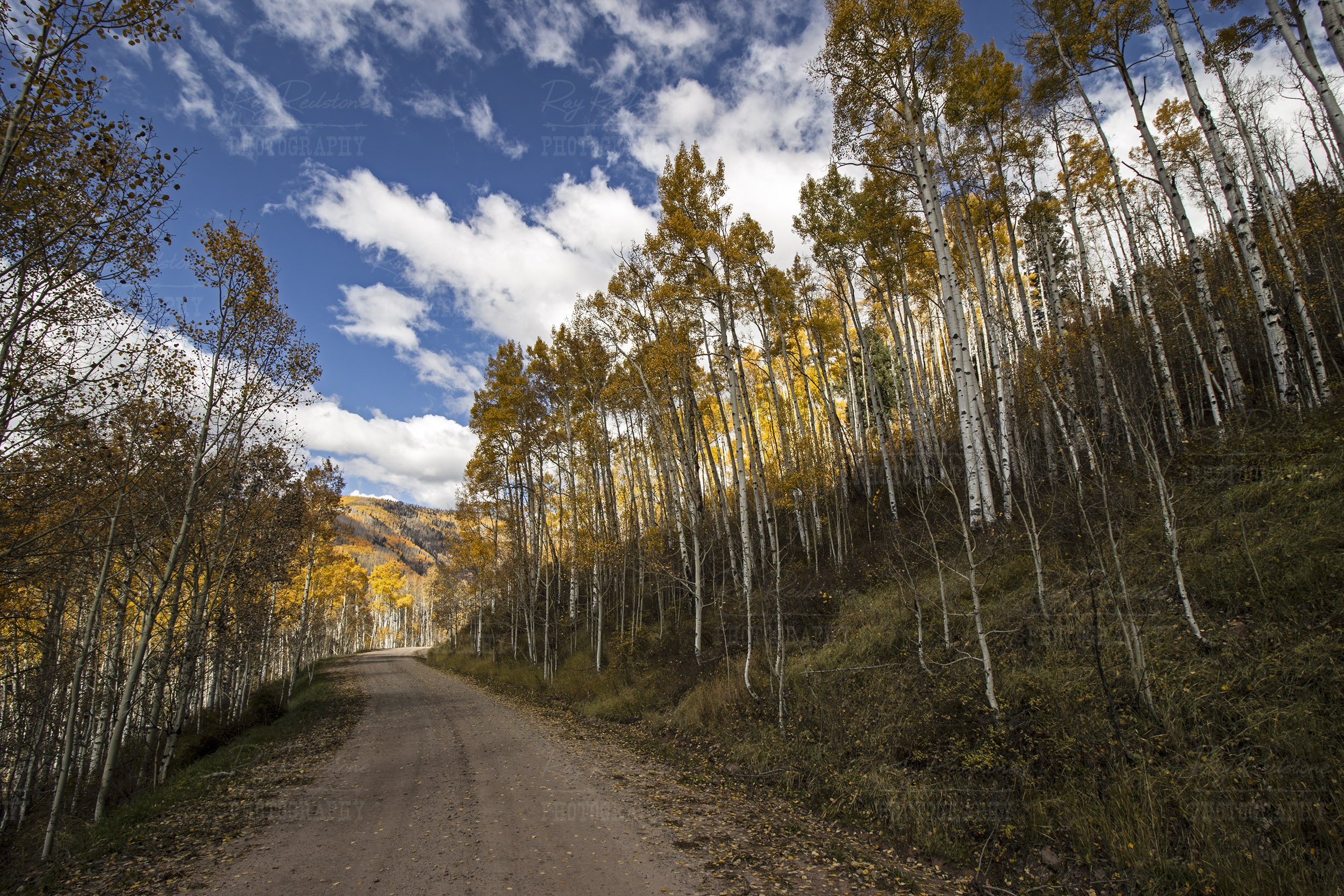 Fall Colors On Aspen Lined Road Near Rico CO