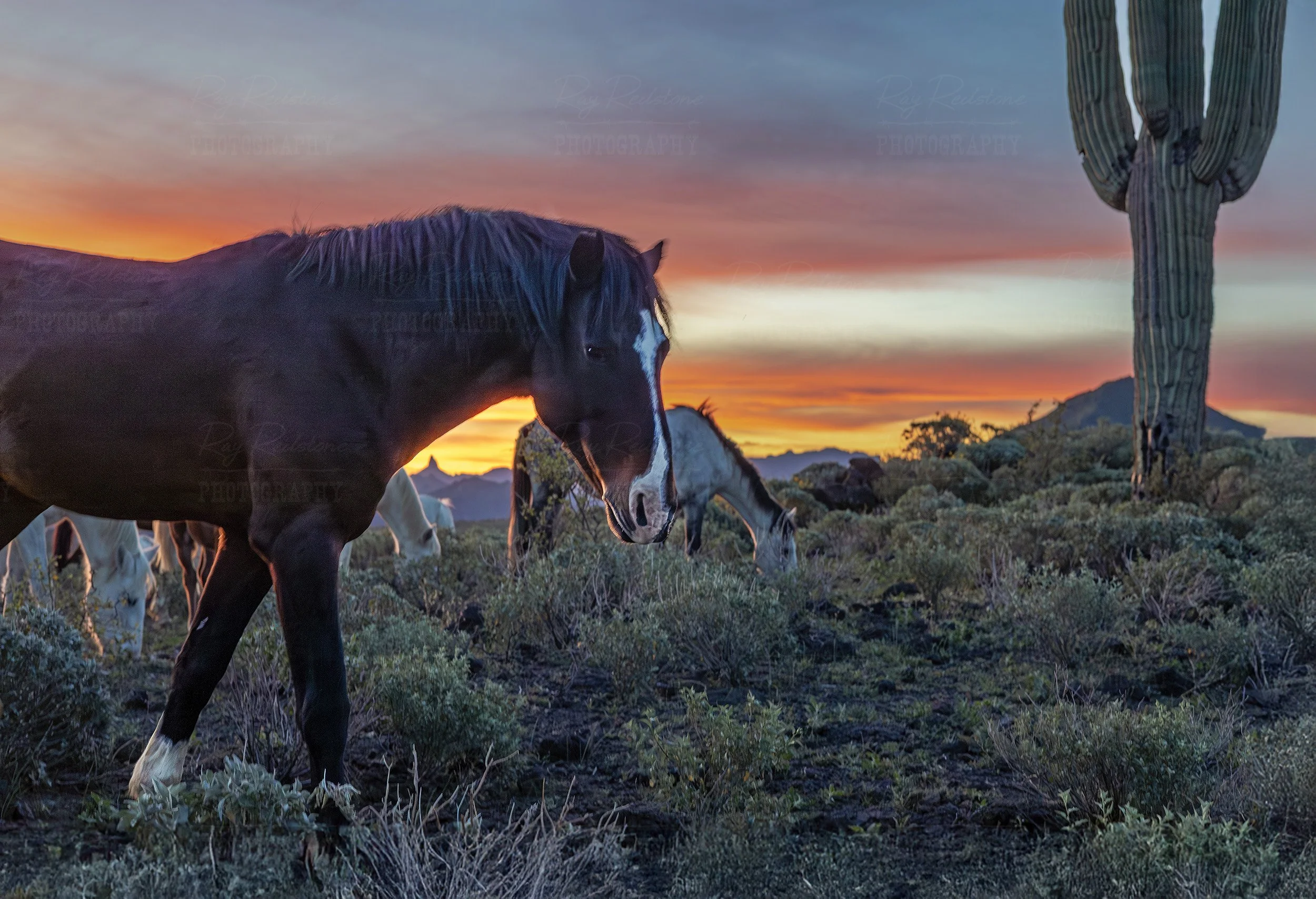 Close Up View Of Salt River Wild Horse At Sunrise