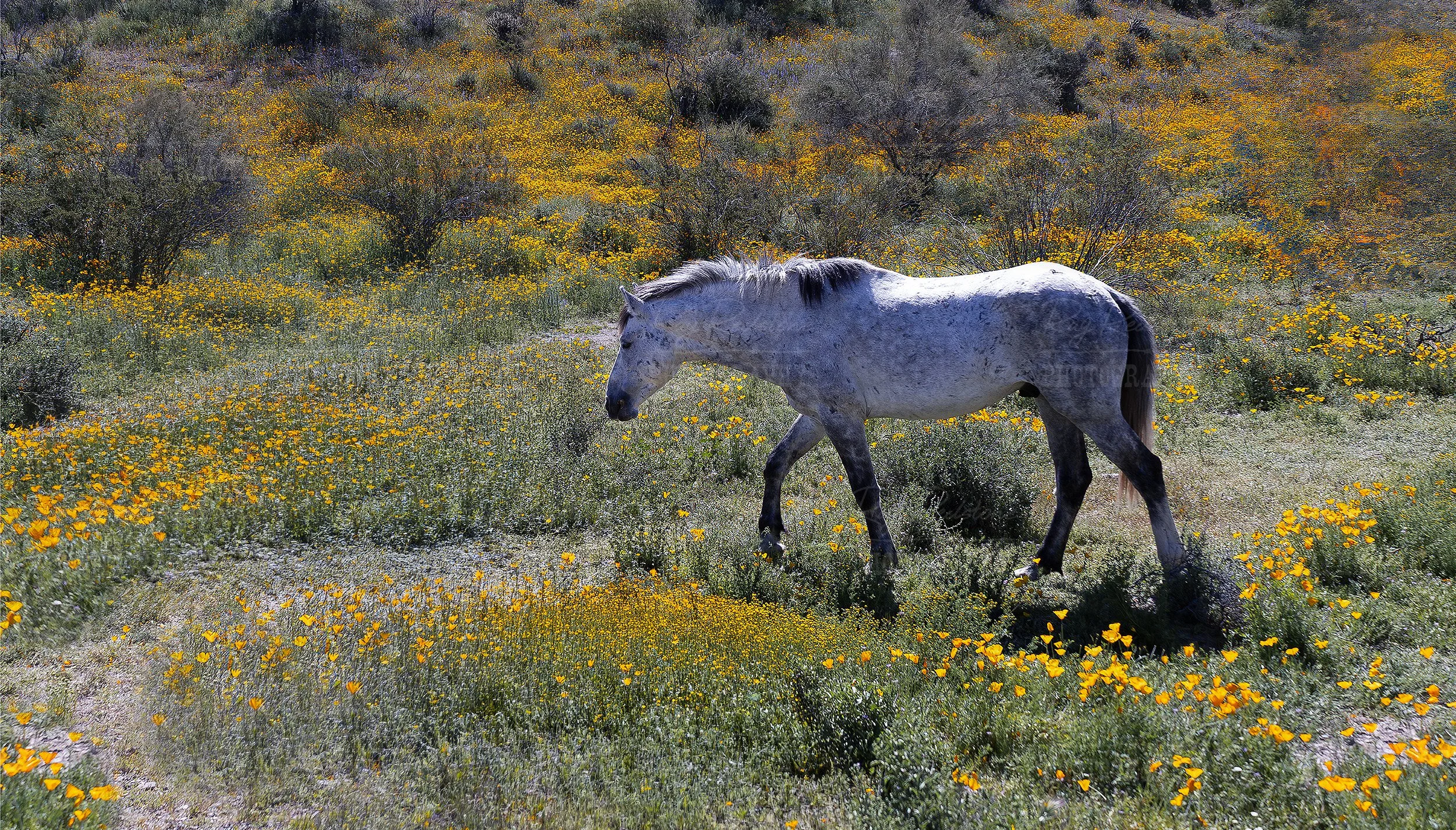 Wild Horse Stallion In A Field Of Wildflowers In Arizona