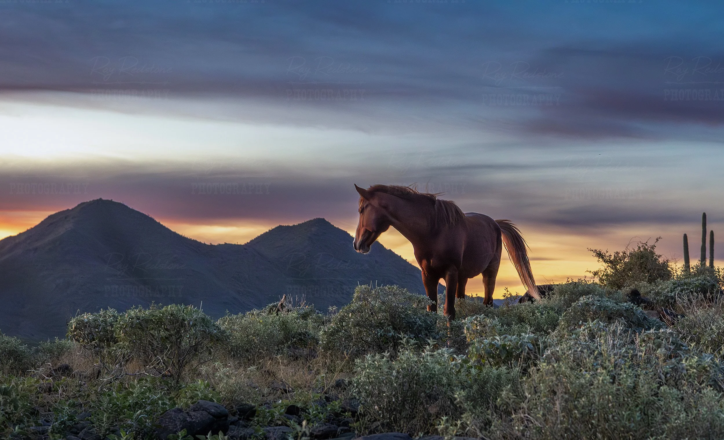 Lone Wild Horse On Mountain Ridge At Sunrise In Arizona