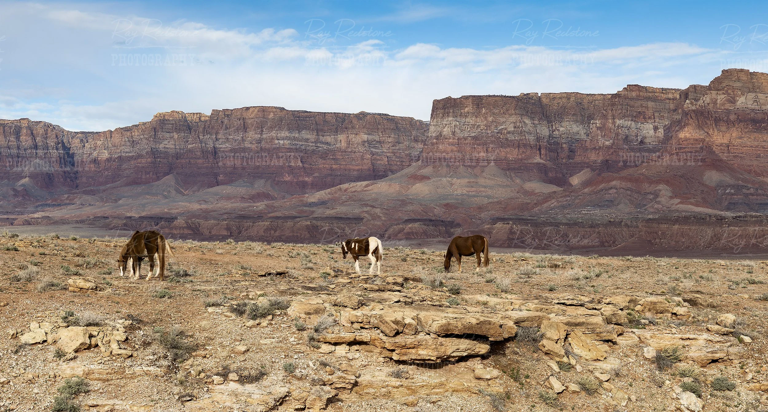 Free Range Horses On The Navajo Reservation In Arizona