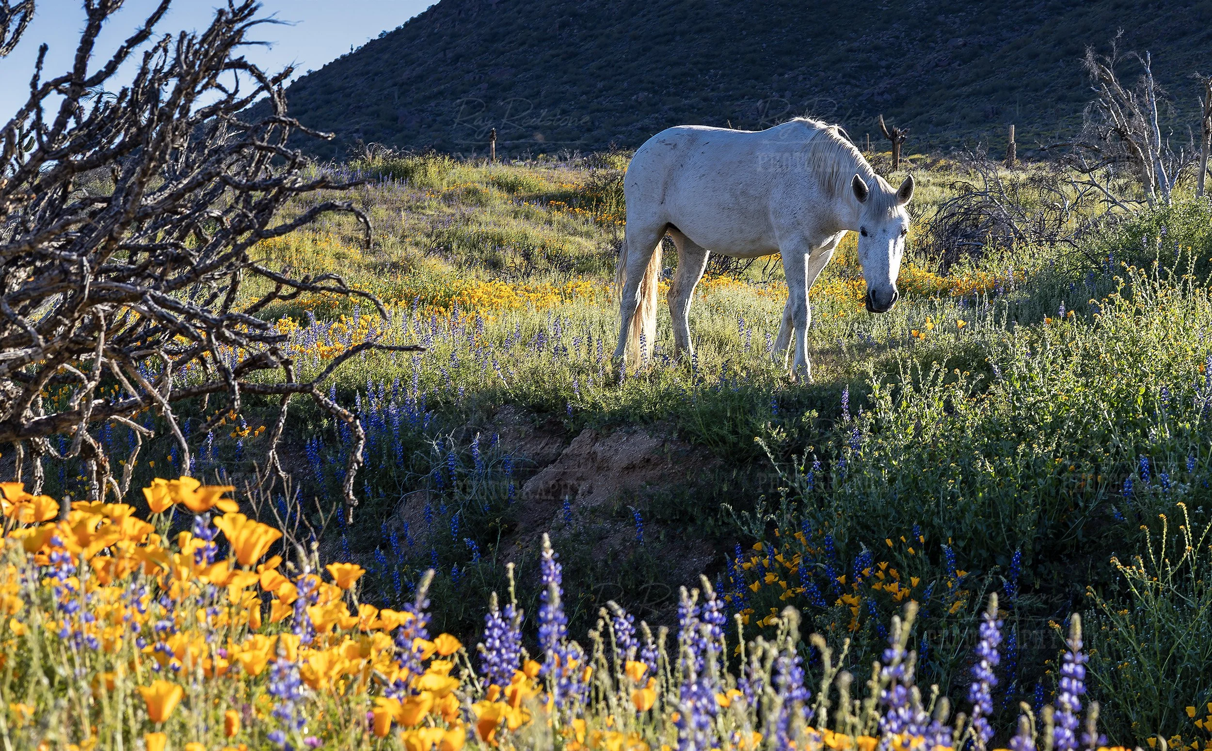 White Wild Horse And Spring Wildflowers In Arizona