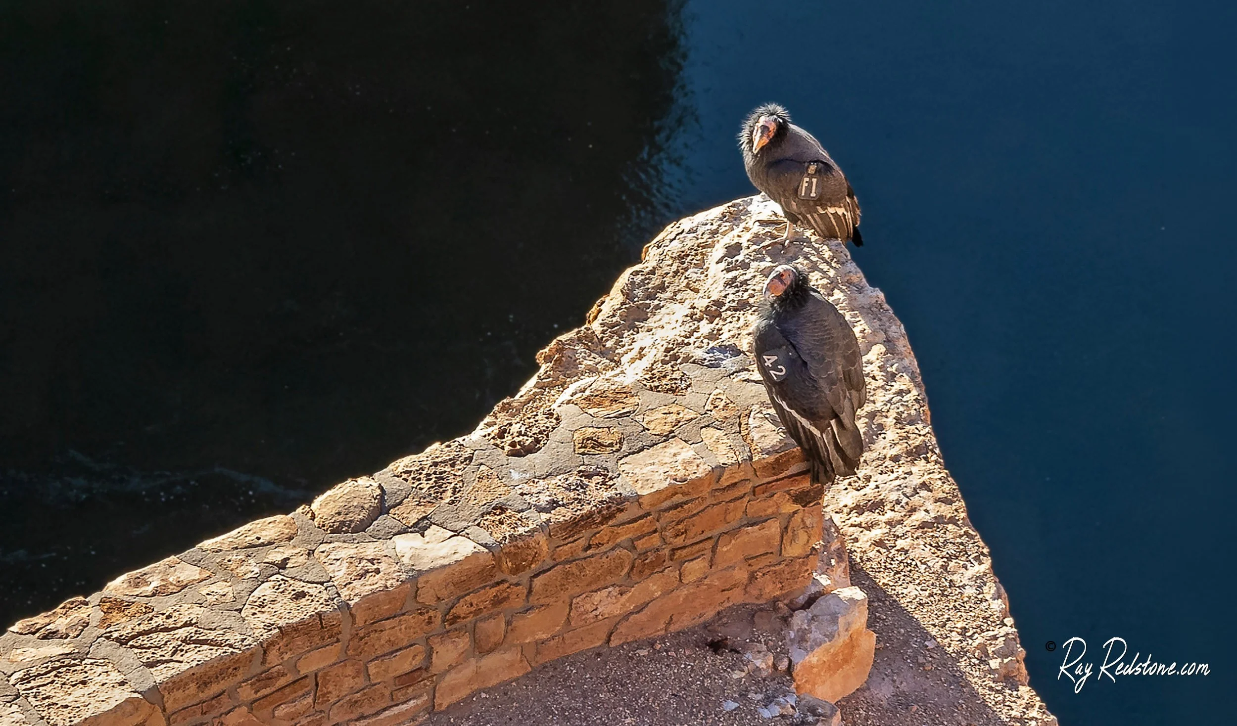 Rare California Condors In Arizona
