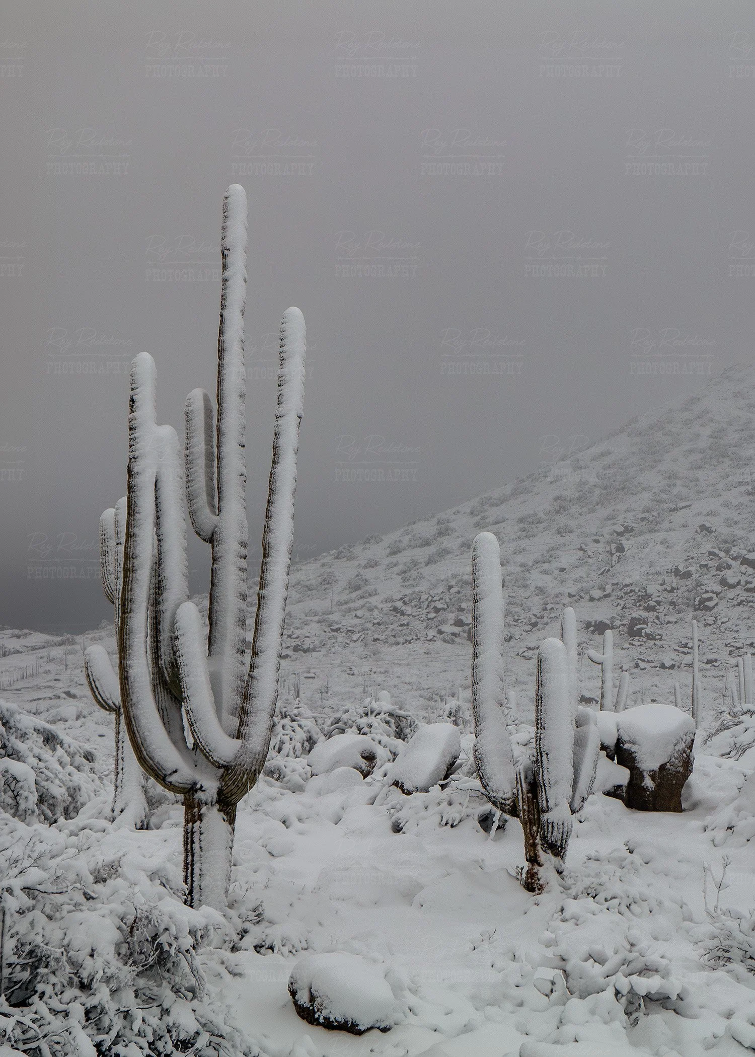 Vertical View Snow Covered Cactus 