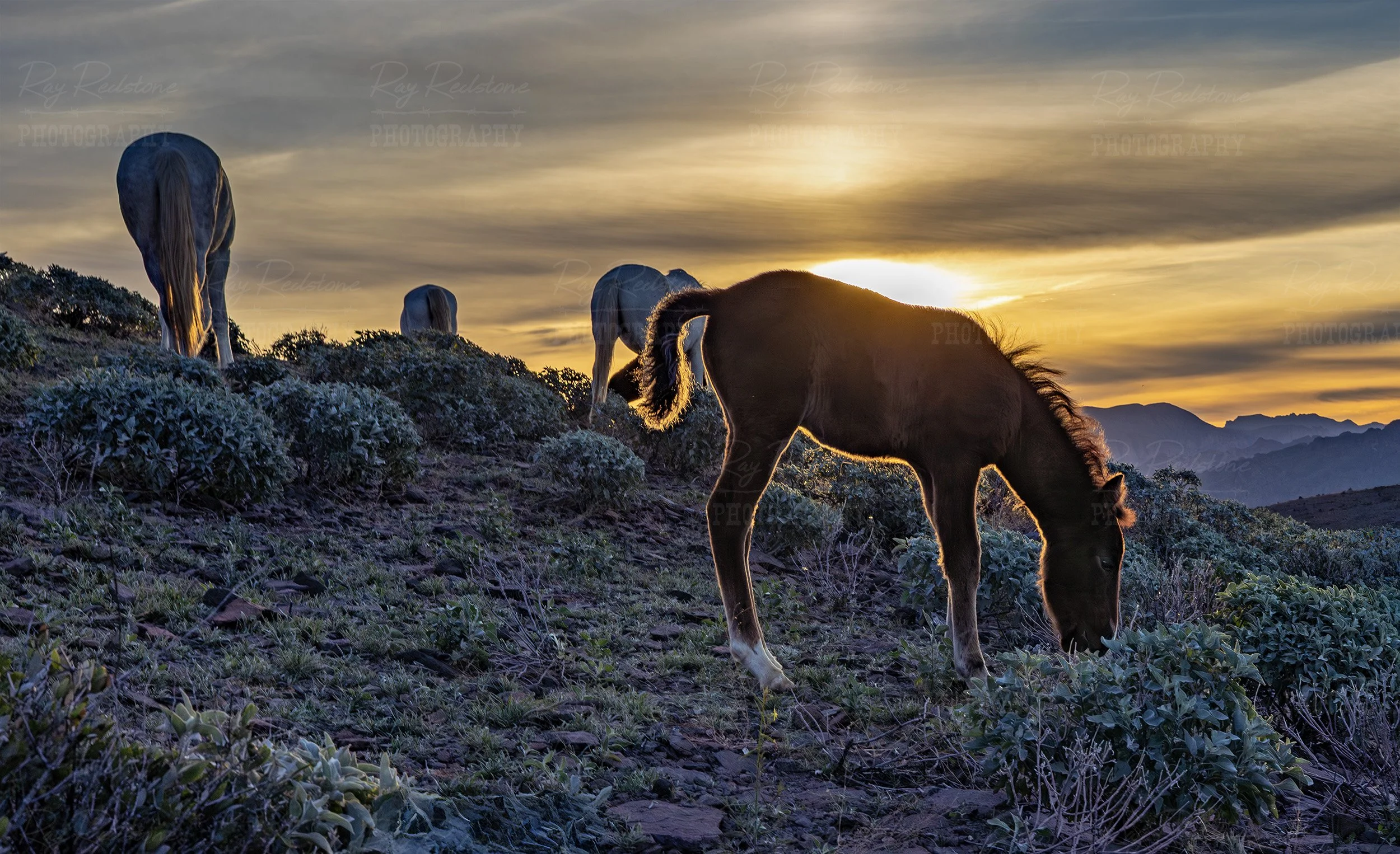 New Salt River Wild Horse Foal Moonfire