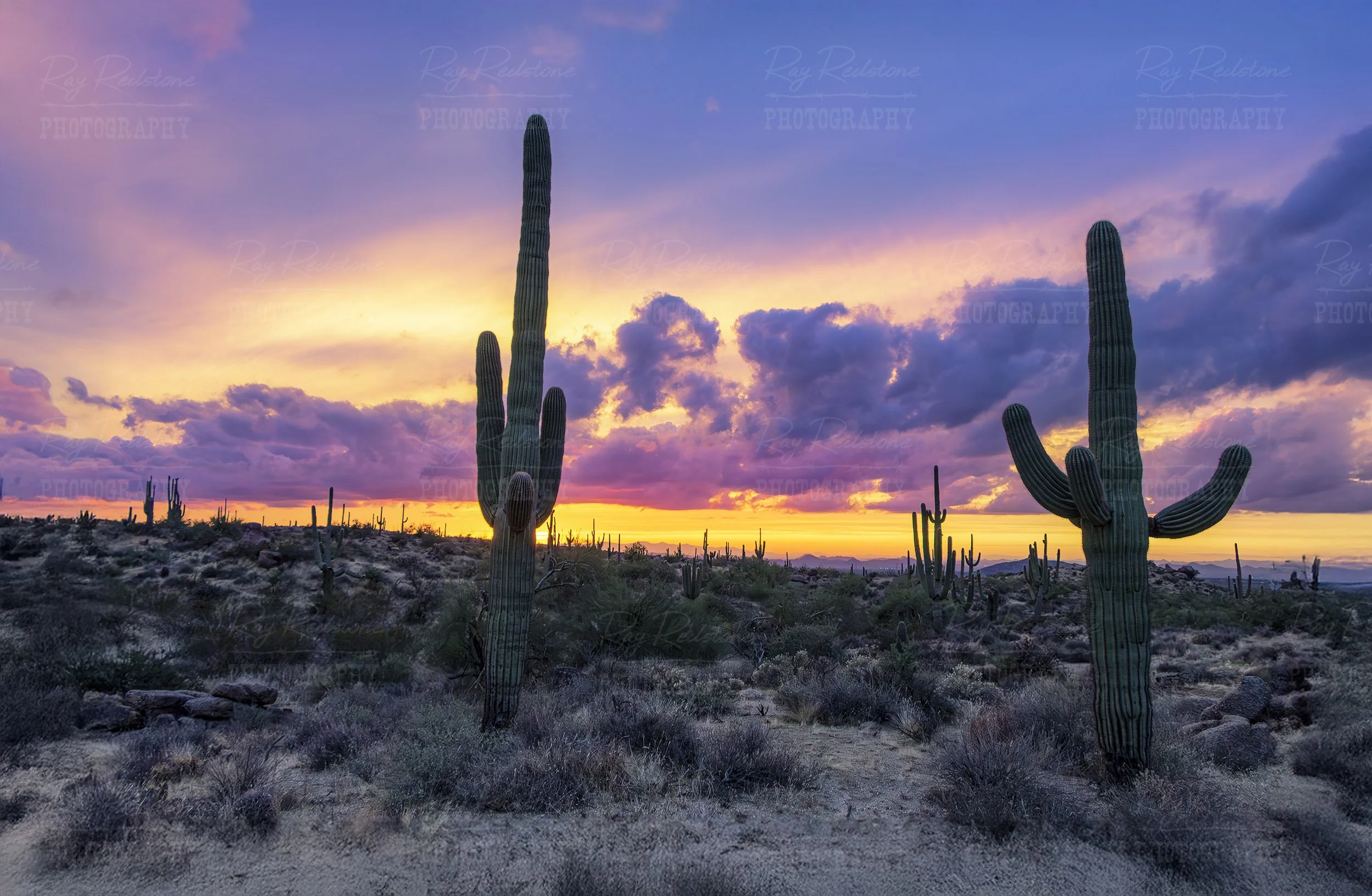 Two Saguaro Cactus At Sunset In Scottsdale AZ