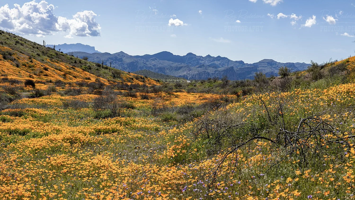 Super Bloom Valley