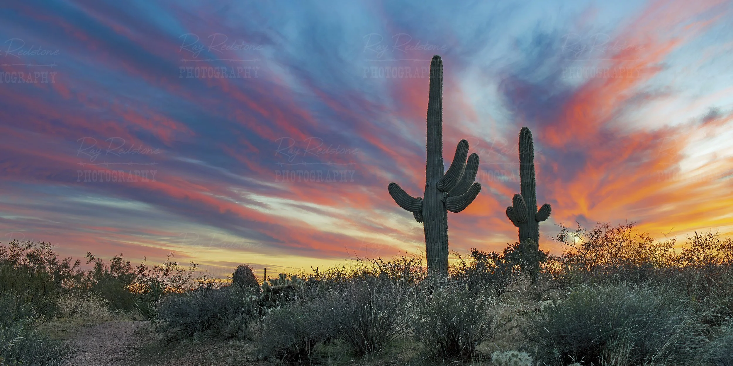 Dramatic Ultra Wide Desert Sunset With Cactus In Scottsdale AZ