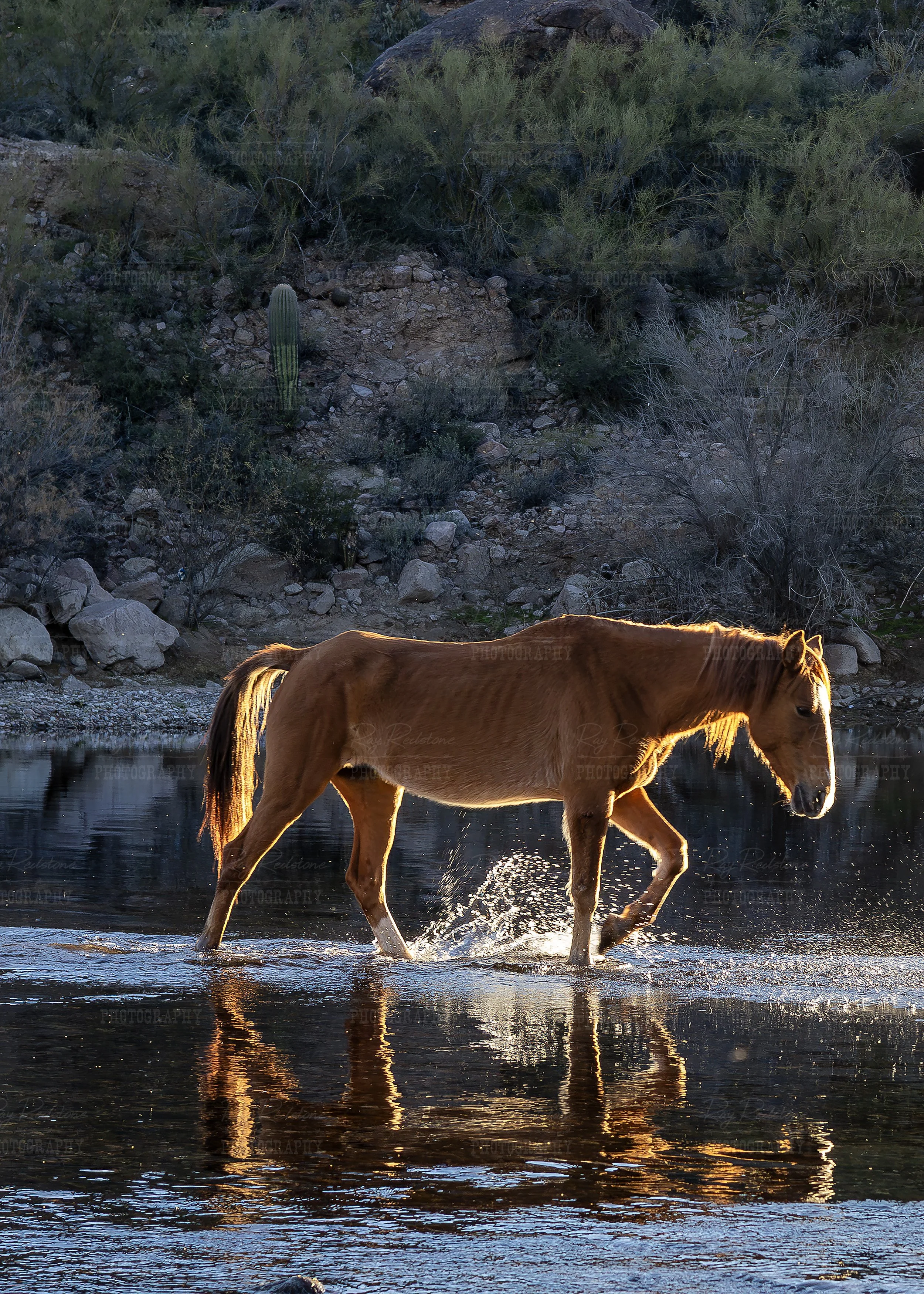 Vertical View Wild Horse Crossing Salt River In AZ