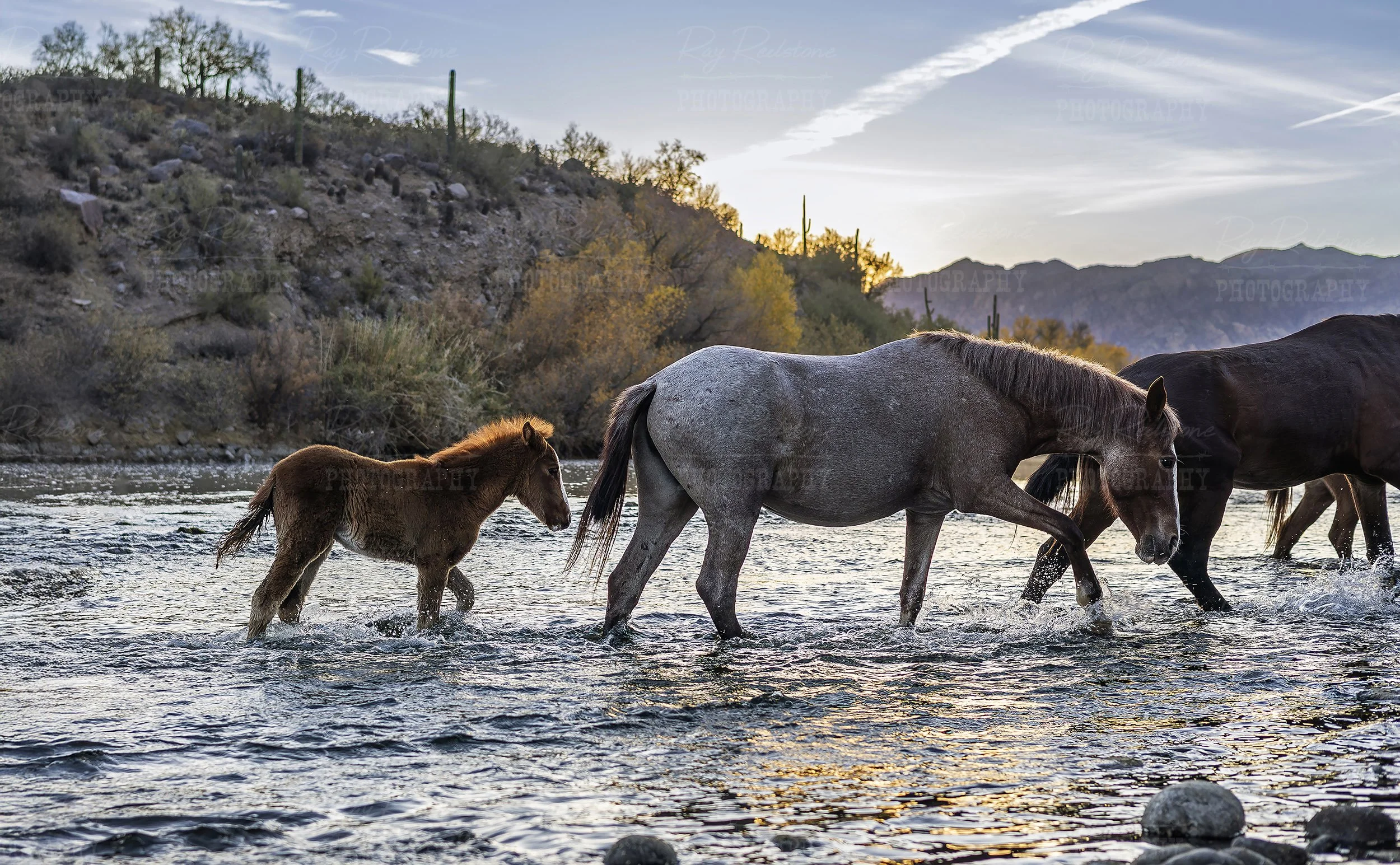 Salt River Foal Lainey Crossing River At Sunrise In AZ