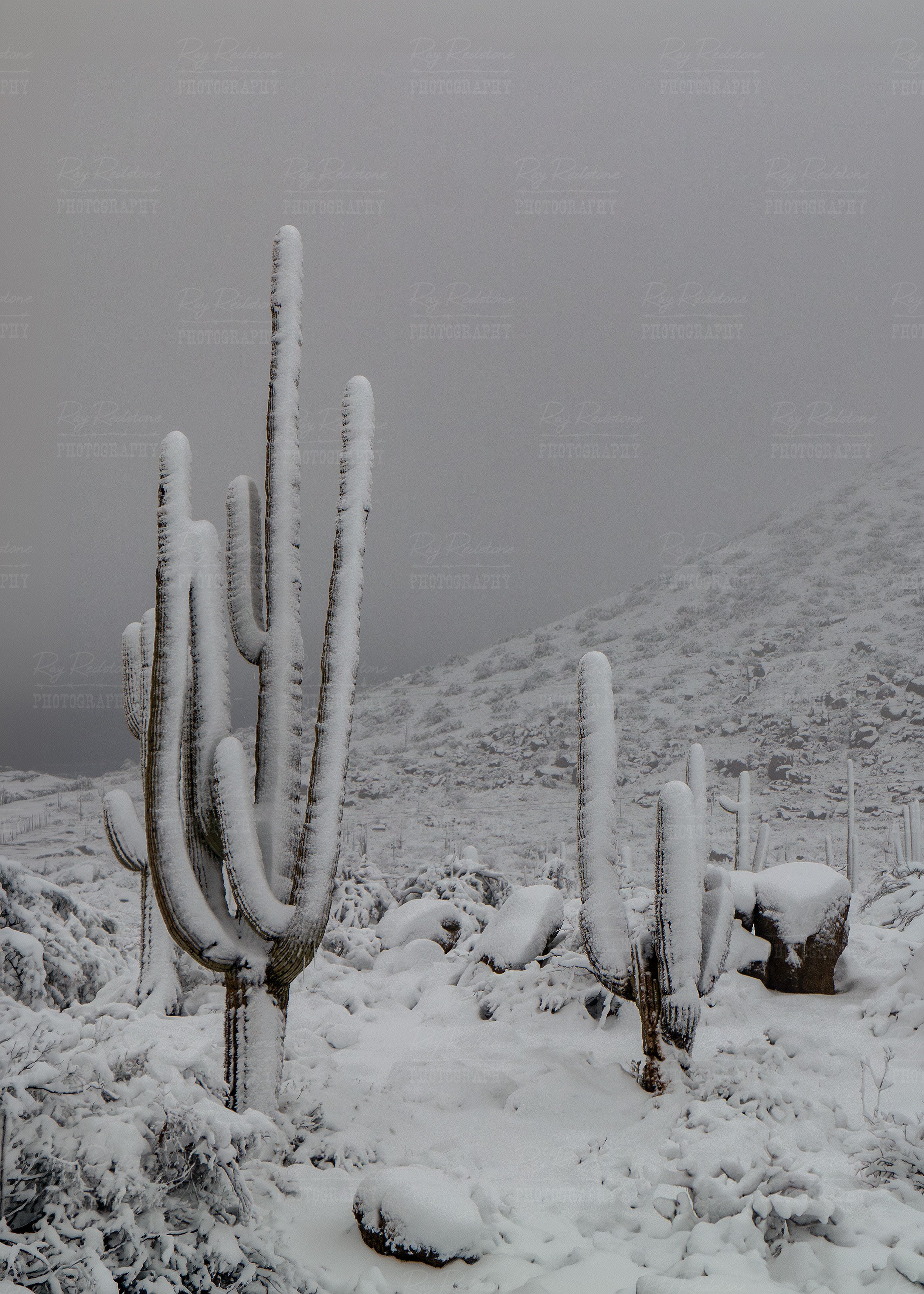 Up Close View Snow Covered Saguaro Cactus In AZ