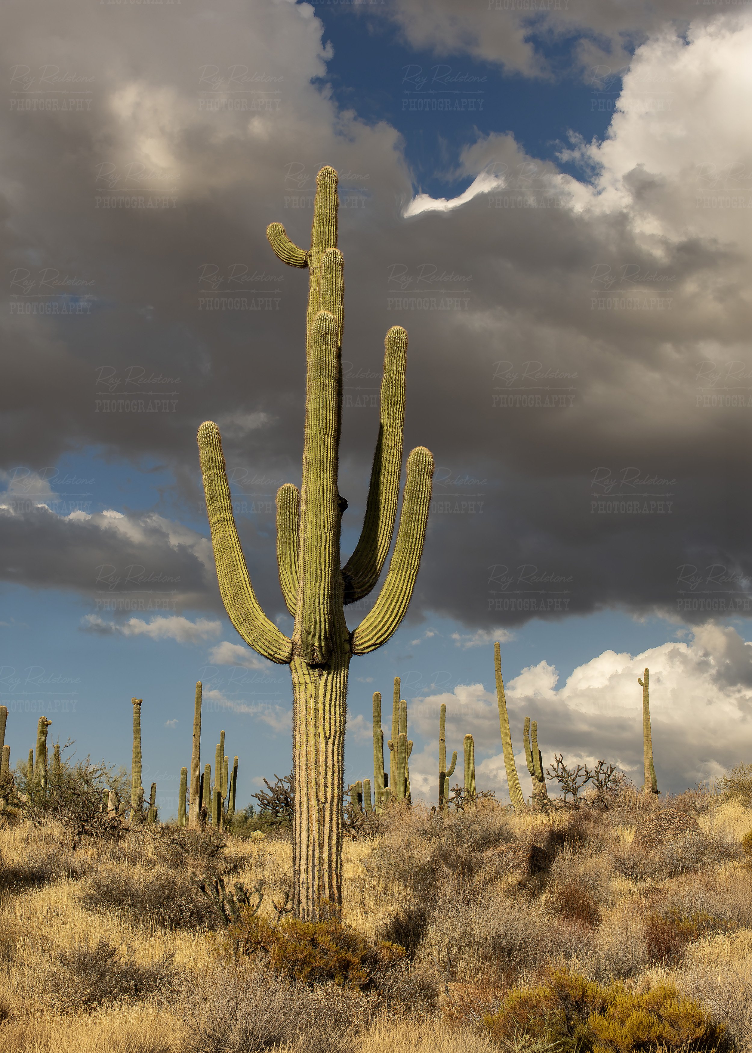 Vertical View Of Classic Saguaro Cactus In AZ