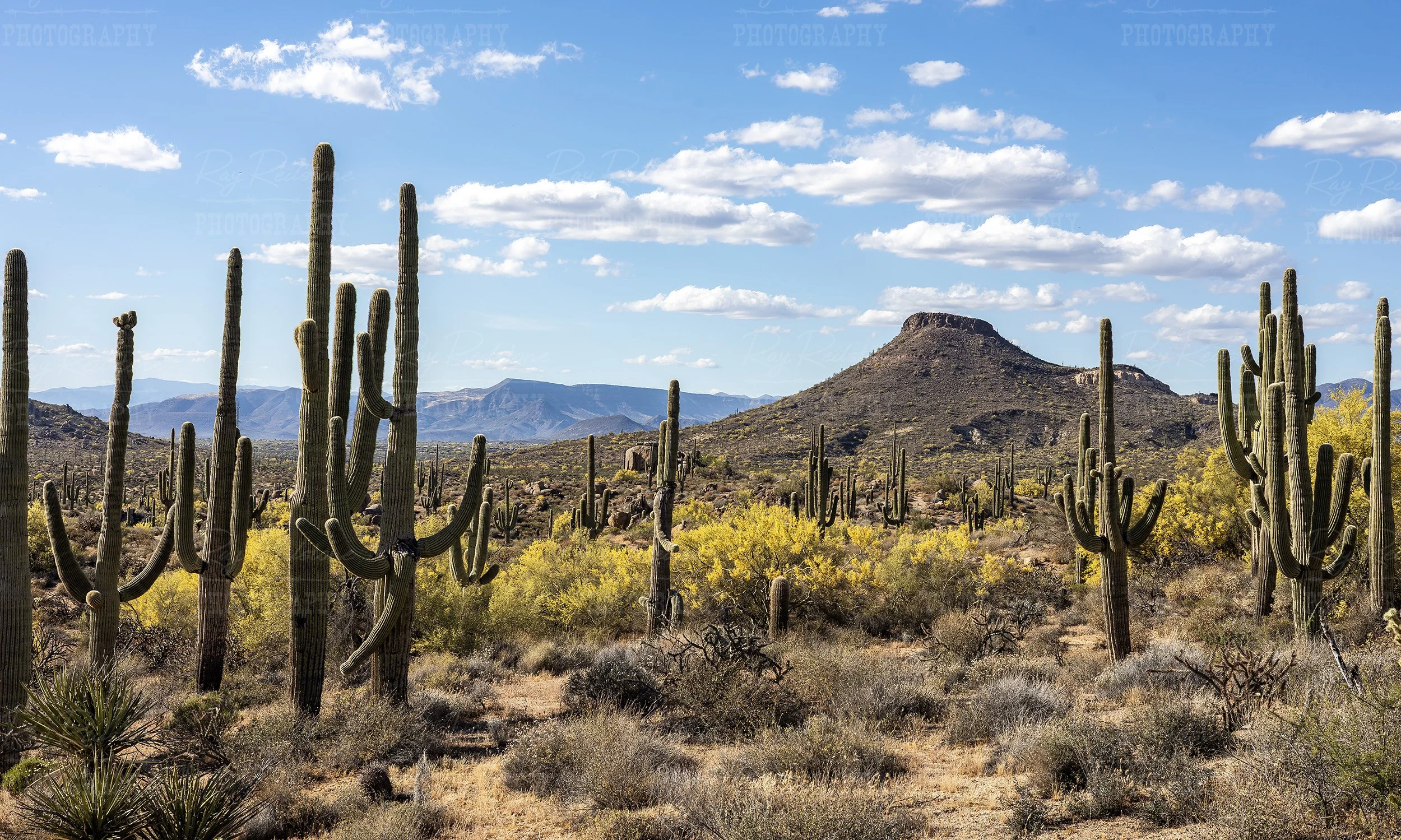 Panoramic Sonoran Desert Landscape In Arizona During Spring