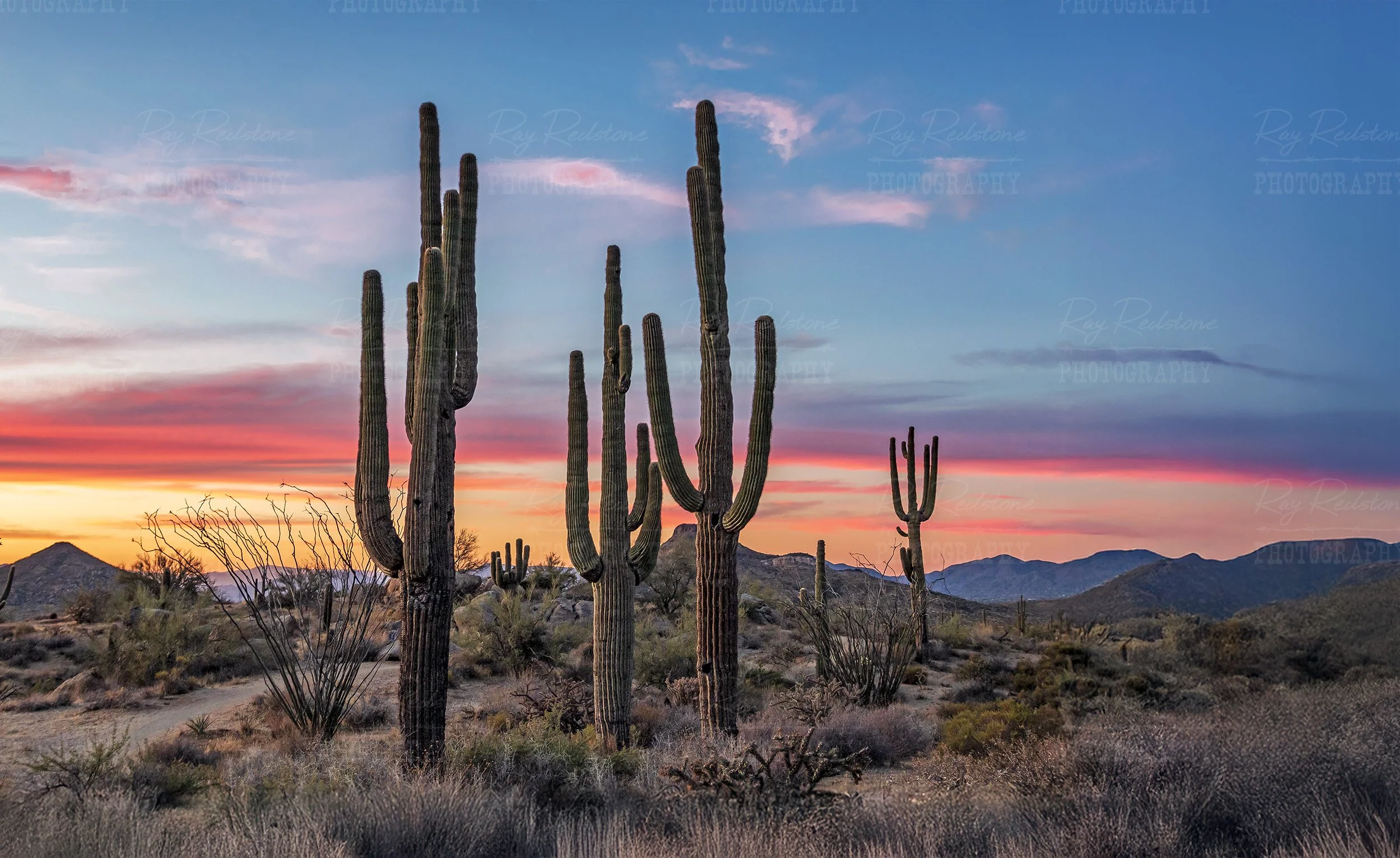 Colorful Saguaro Cactus Stand At Sunset