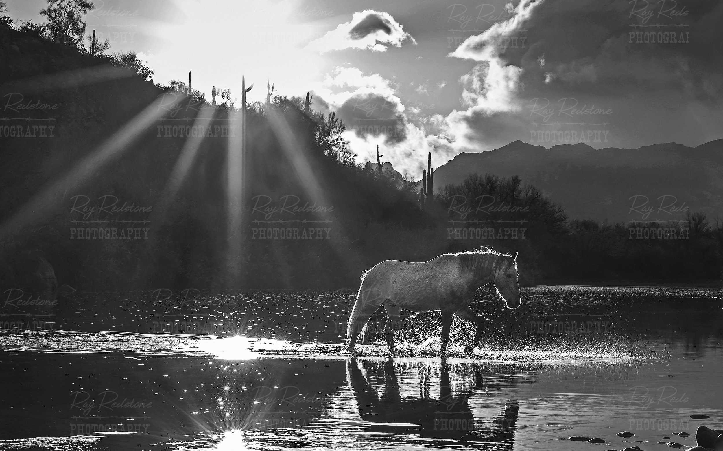Black & White Image Of Wild White Horse Crossing River