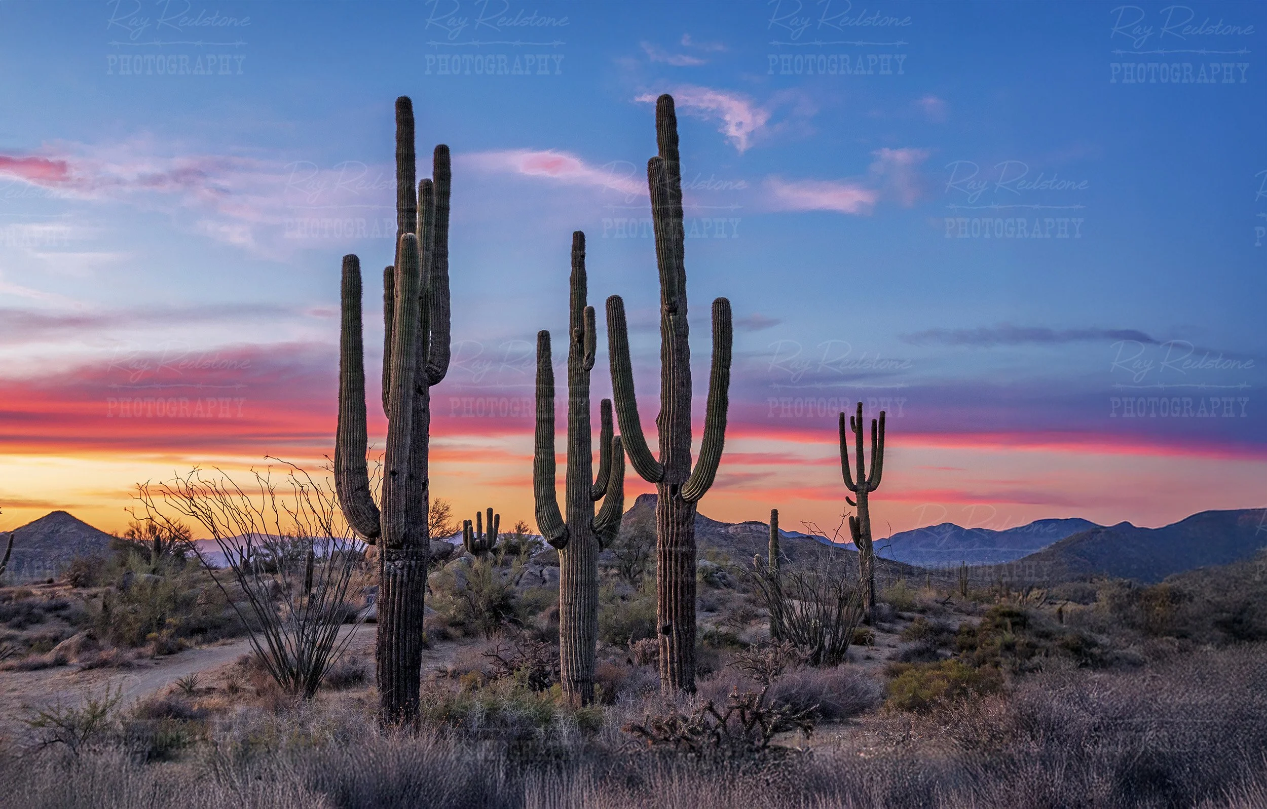 Saguaro Cactus At Sunset Time In AZ