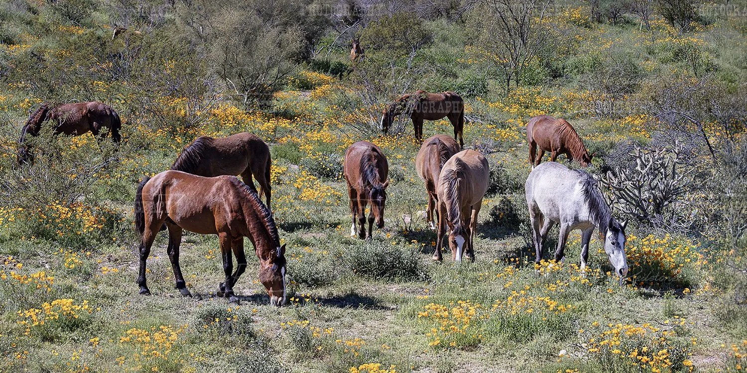 Wide Ratio View Horses & Wildflowers