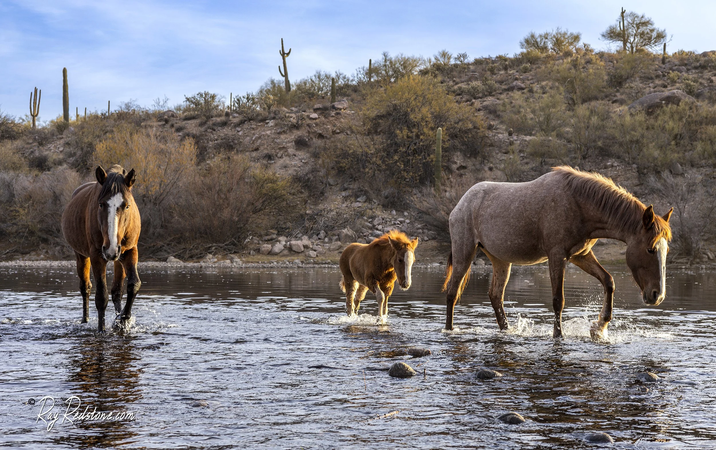 Wild Horse Foal Crosses Salt River In AZ