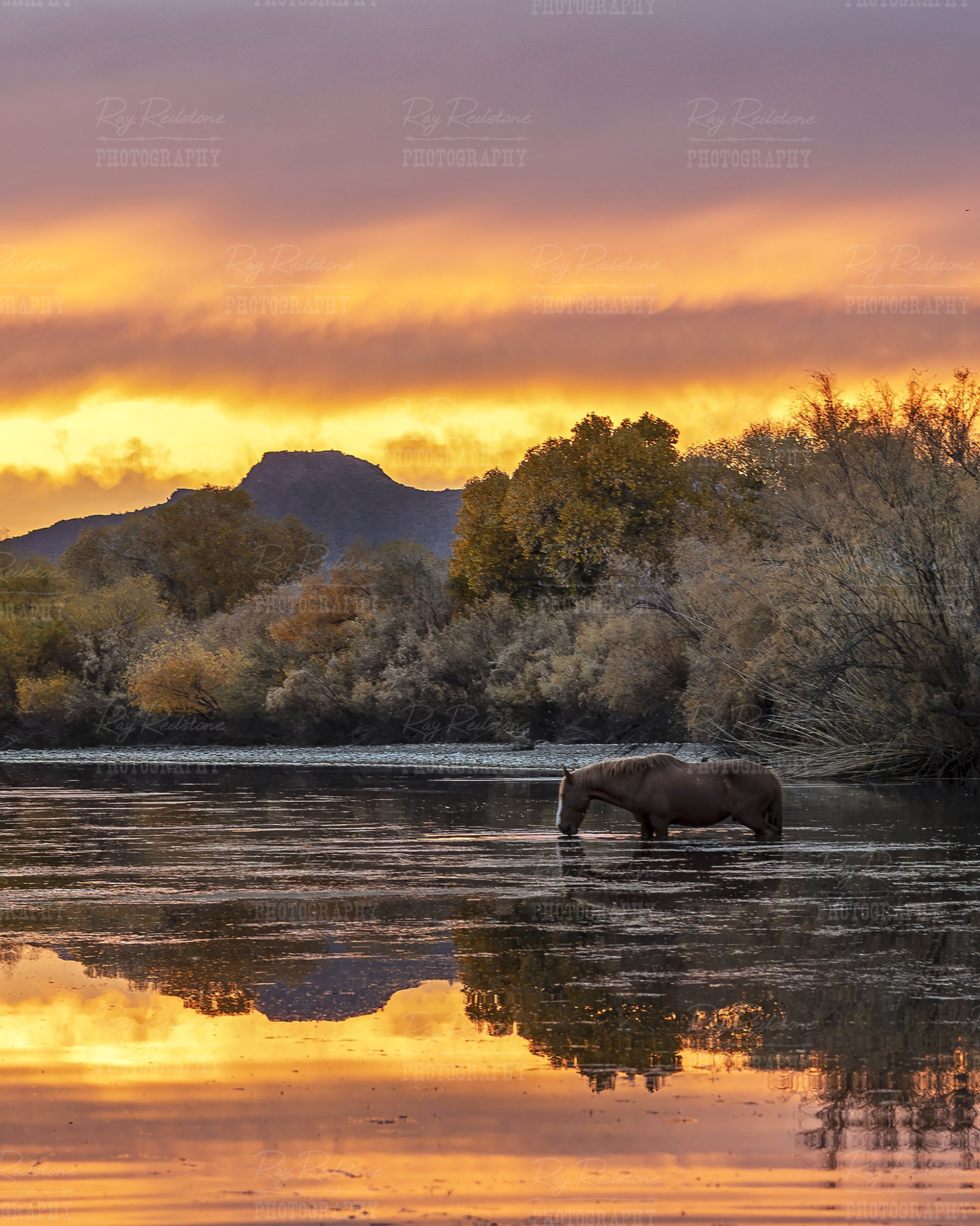 Salt River Wild Horse Sunset