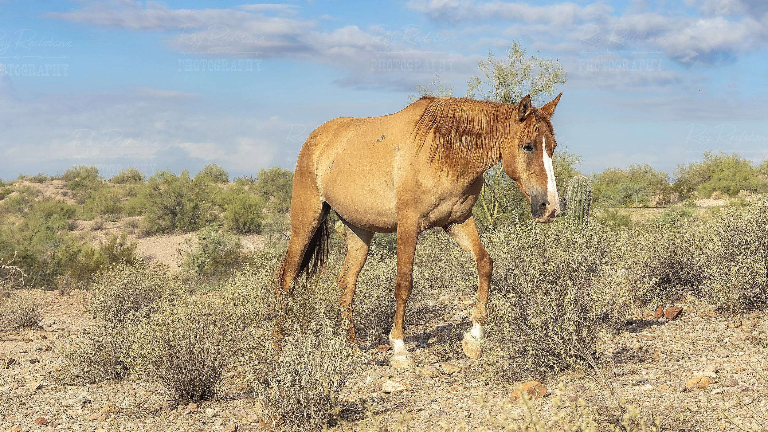 Lone Salt River Wild Horse On Dusty Desert Trail
