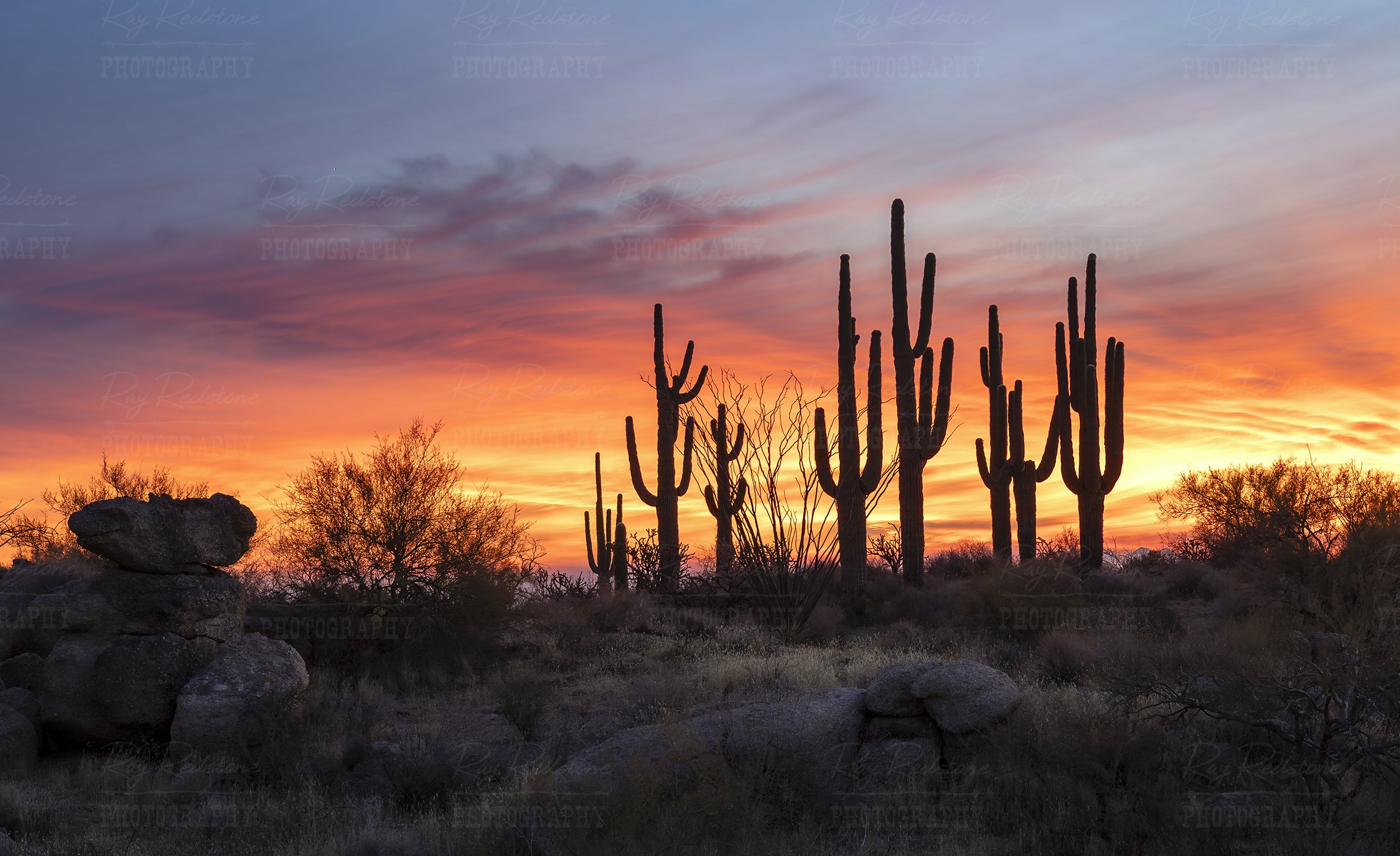 Stand Of Saguaro Cactus At Sunrise Time In AZ