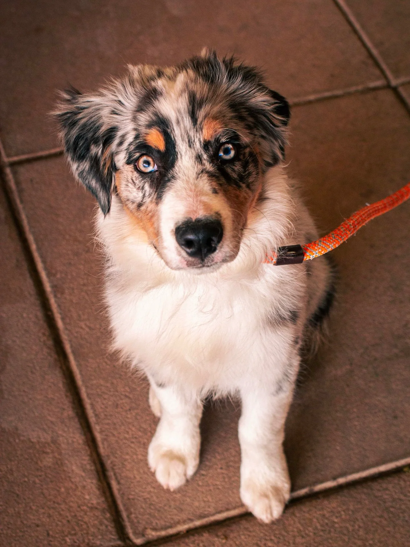 Don&rsquo;t forget to bring your puppy pals along! 🐶

We always love to see your furry friends come along on the journey out to the barn. We just ask you have them on a leash and keep a close eye on them.

Speaking of doggos, we have an adoption eve