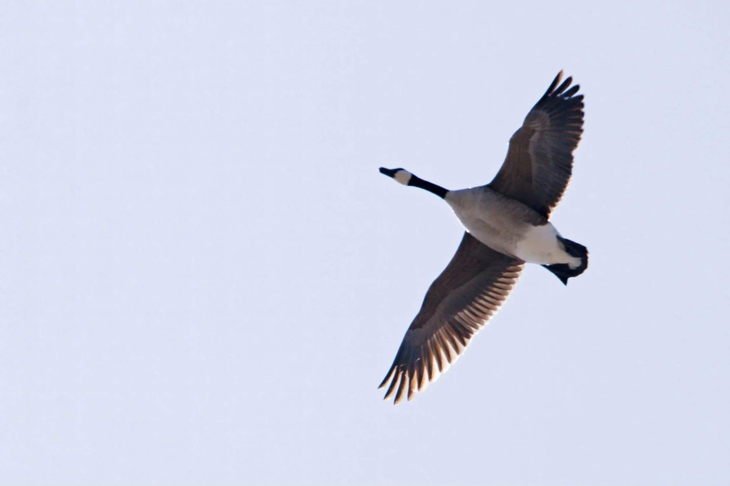 day 96 of 100 Days of Hope