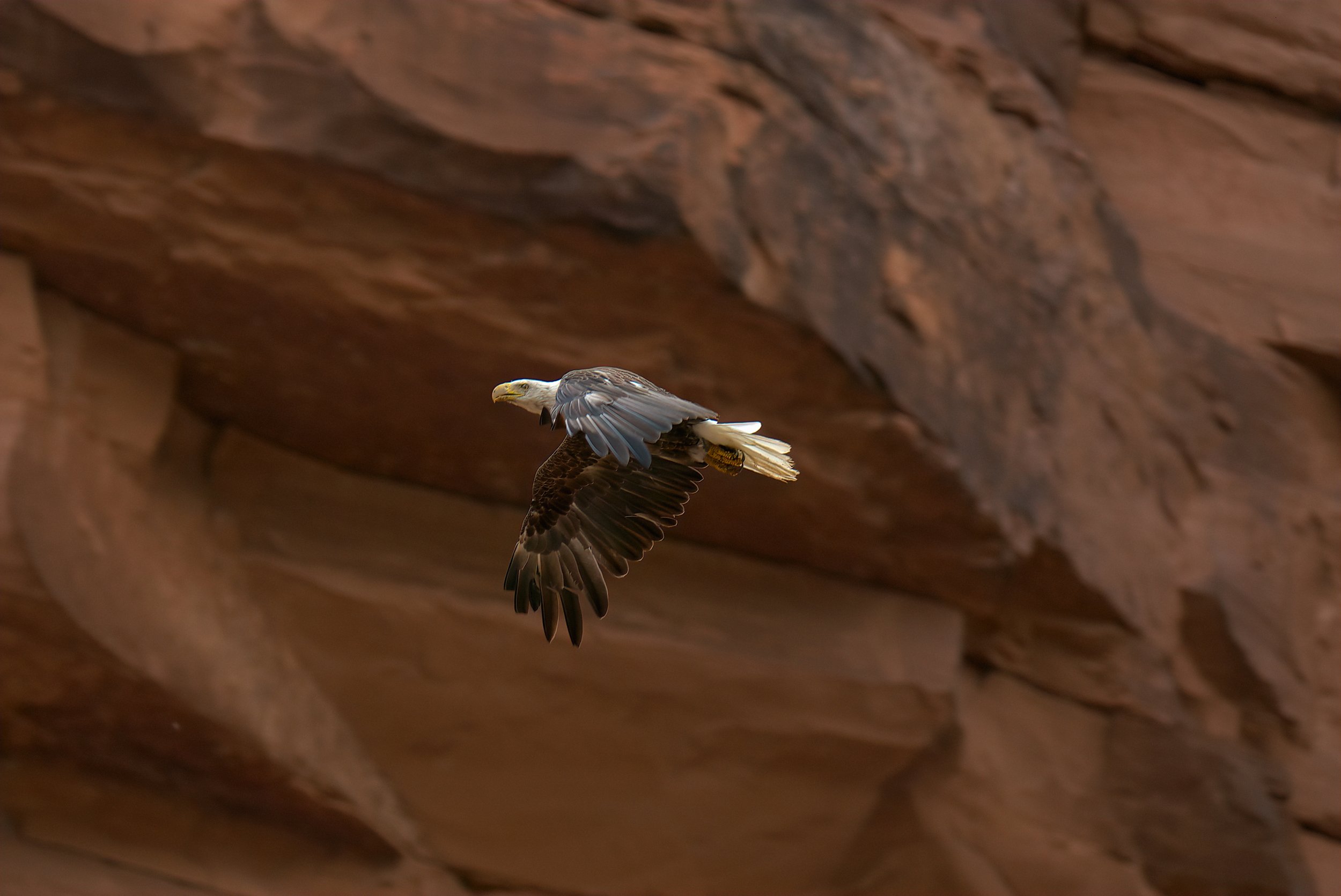 Soaring Eagle.jpg