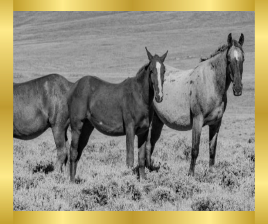 Getting to Know the Wild Horse Family 🐎