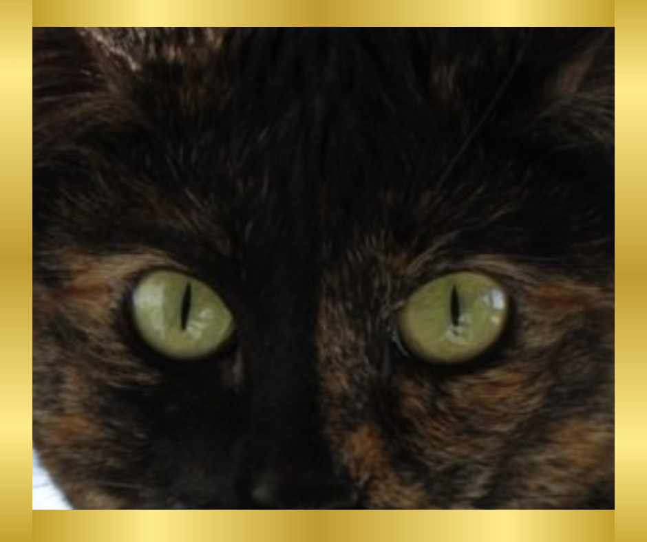 The Power of Focus: Achieving Success by Staying True to Your Goals