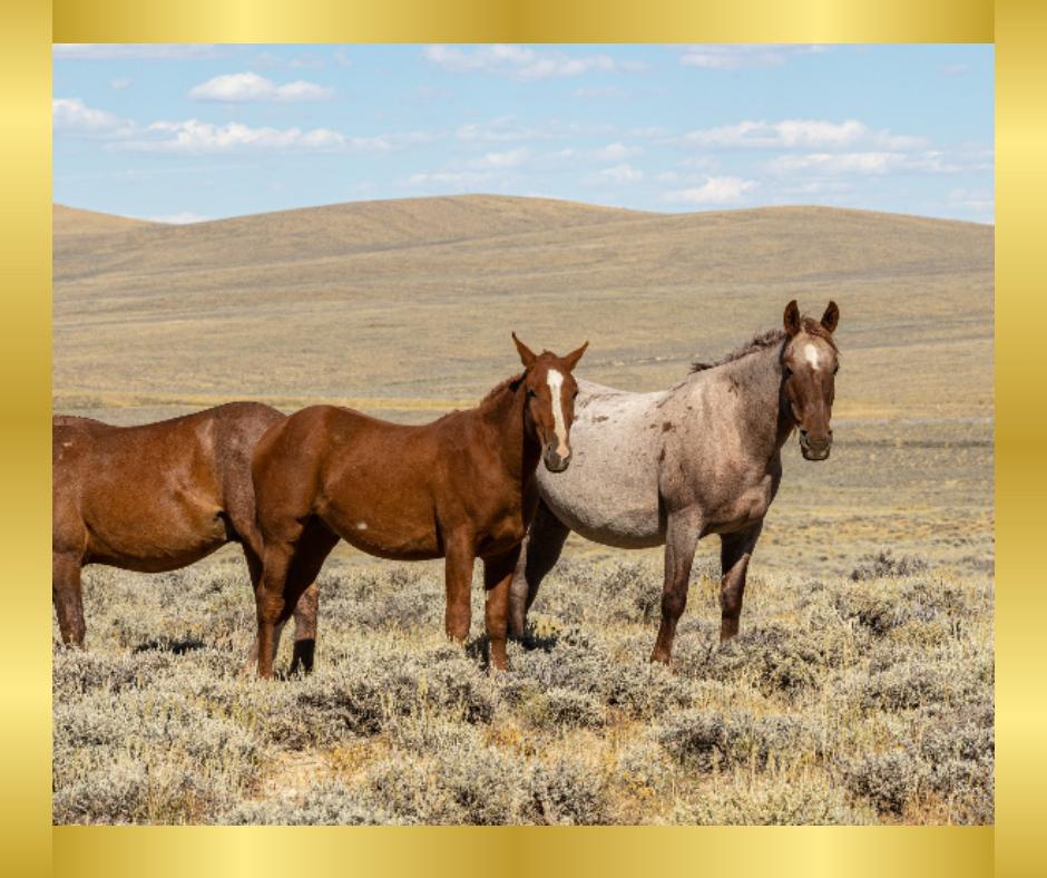 Capturing Moments in the Wild West: The Essence of Cowboy Photography