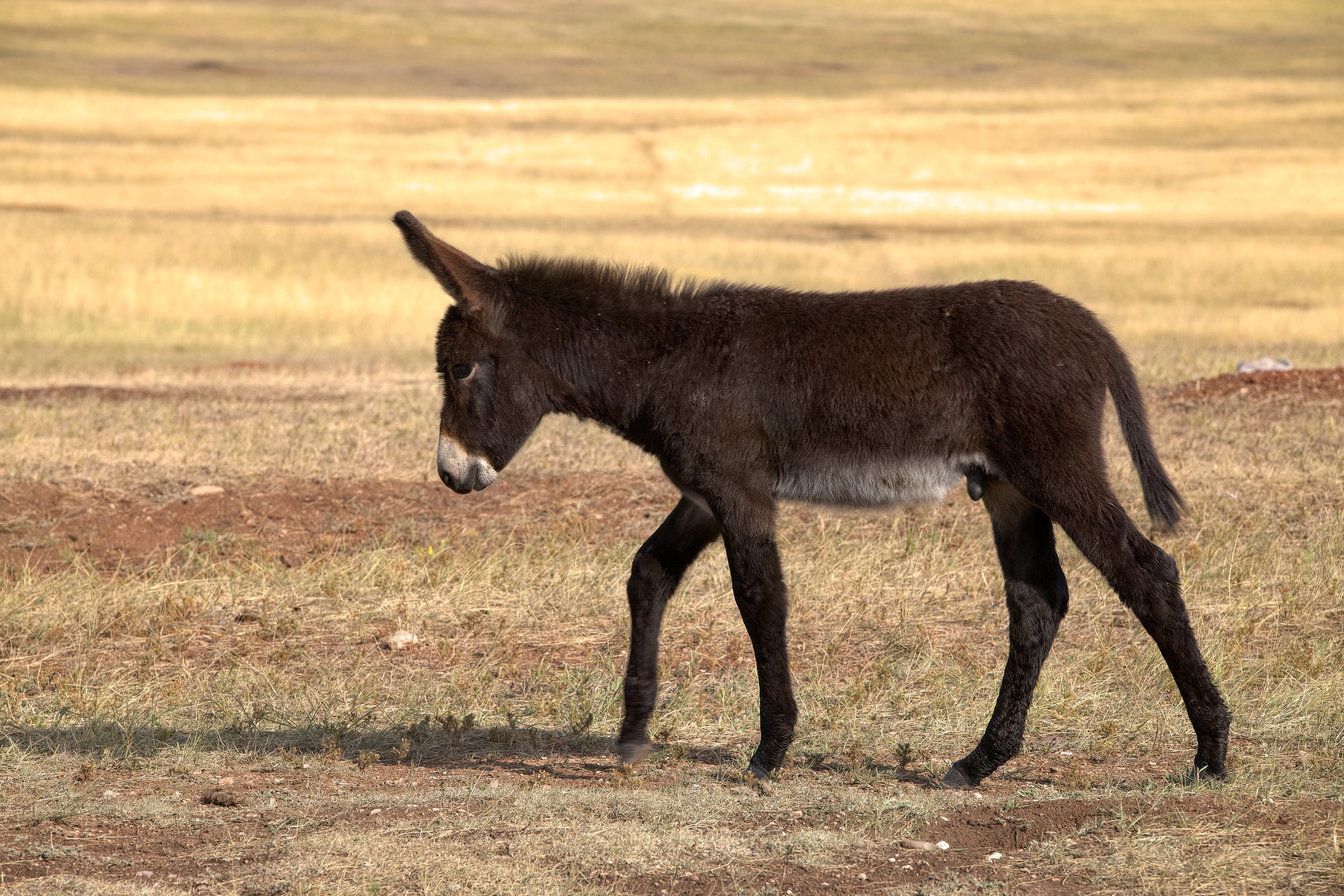 Baby Donkey 2