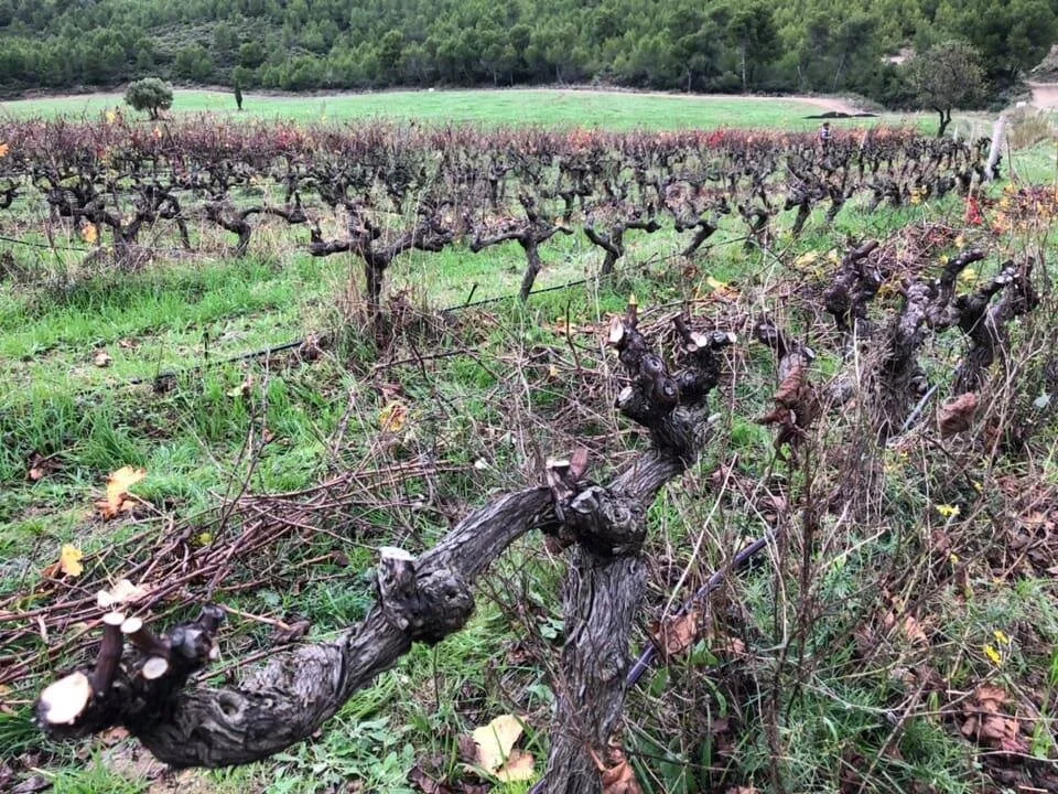 Château Tourril (Minervois)