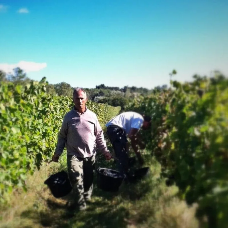 Roques_Vacqueyras_harvest 2012_square.jpg