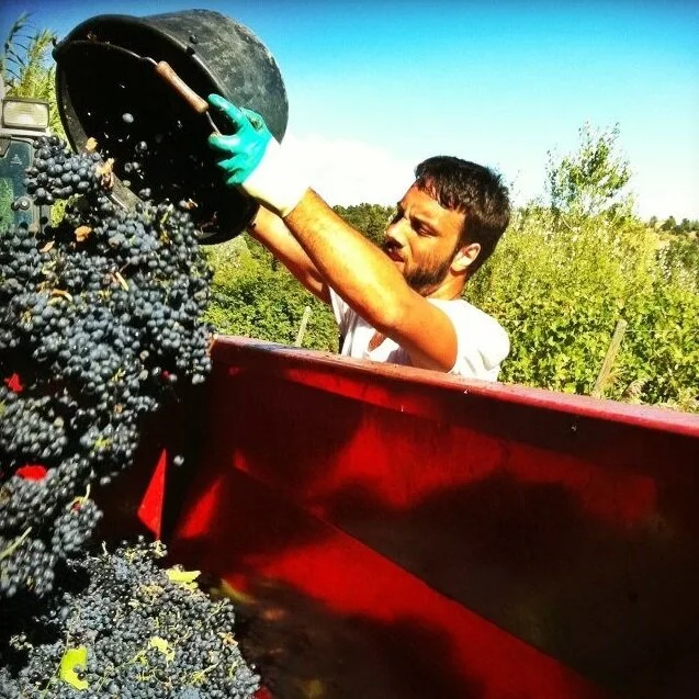 Roques_Vacqueyras_harvest 2012_v4_square.jpg