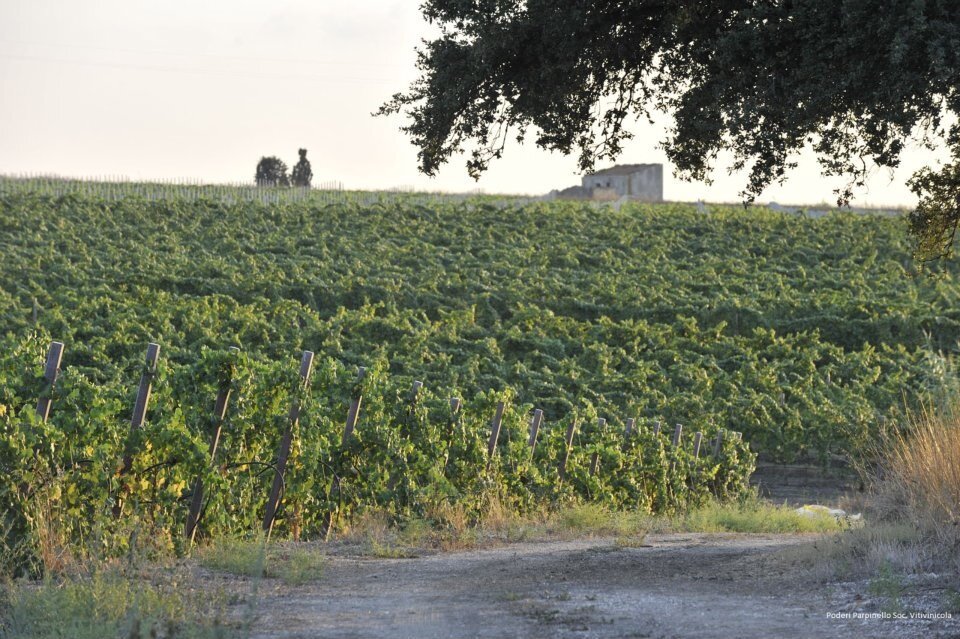 Parpinello_vineyards 2011.jpg