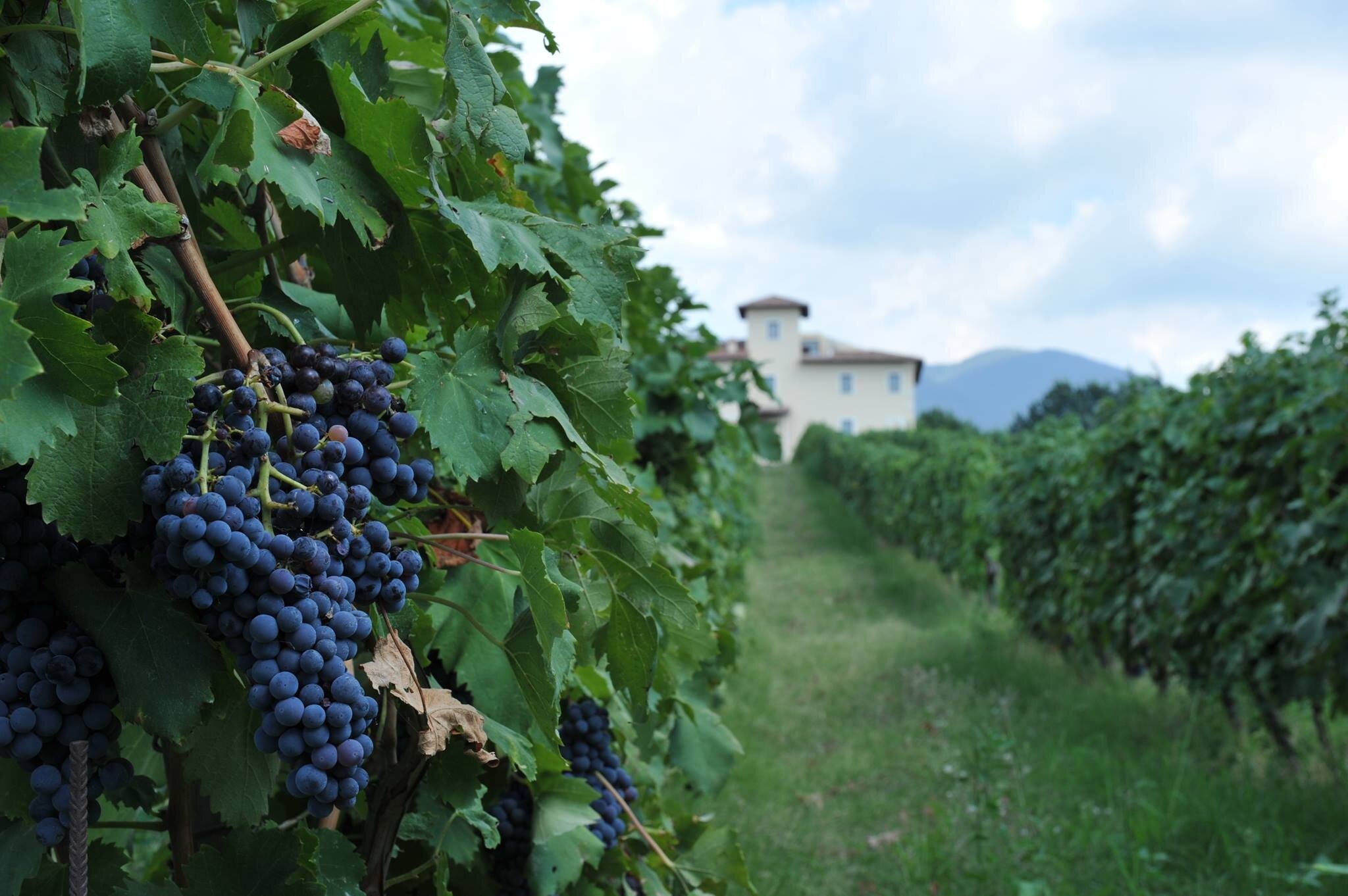Cincinnato_vineyards with house_Sep 2013.jpg