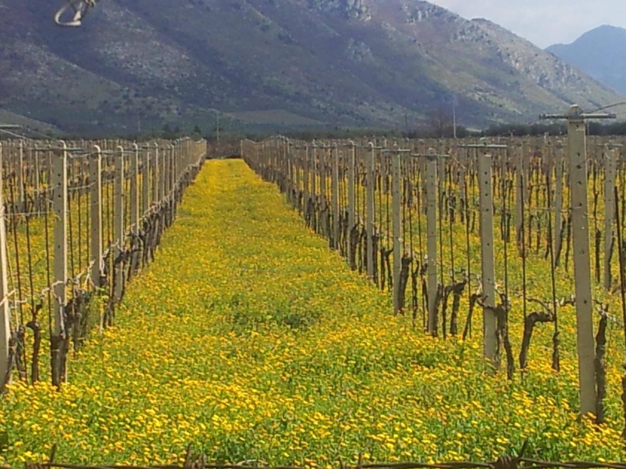 Cincinnato_vineyards with yellow flowers_Mar 2012.jpg