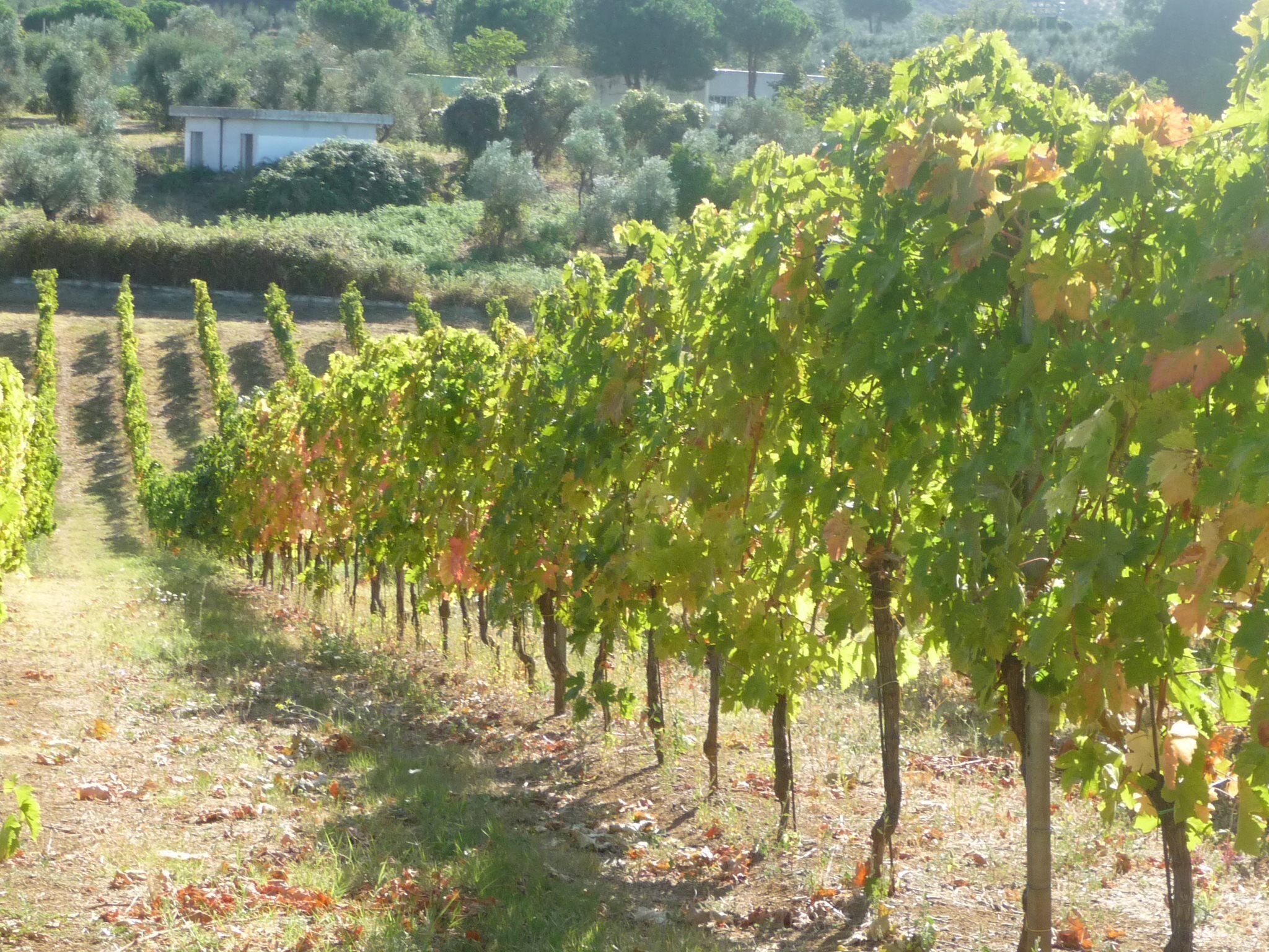 Cincinnato_vineyards_Oct 2011.jpg