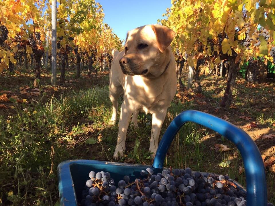 Eyssards_2016 harvest with dog.jpg