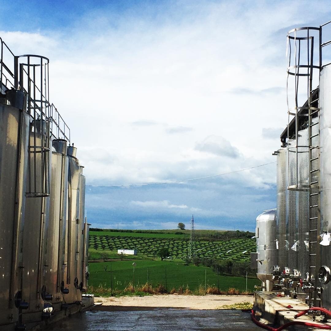 Colle Petrito_view of vineyards with tanks.jpg